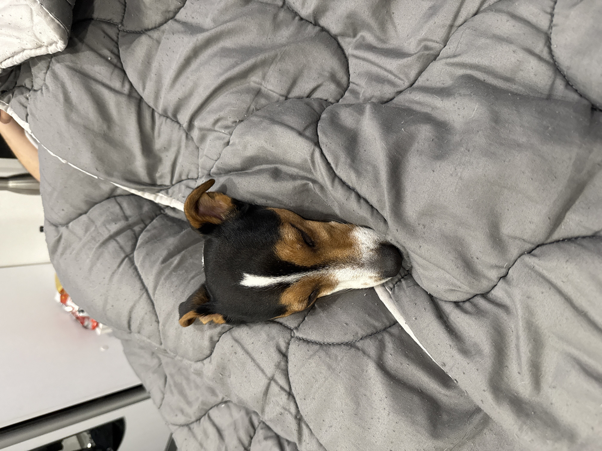 A medium shot shows a tri-colored dog, mostly black and brown with some white, lying with its head resting on a gray, puffy quilt. The dog is positioned in the center of the frame, slightly angled. The gray quilt fills most of the background. In the lower-left corner of the frame, a portion of a white cabinet is visible, along with indistinct colorful items. The setting appears to be indoors. It is not possible to discern the location of Sofia, Bulgaria from the image.