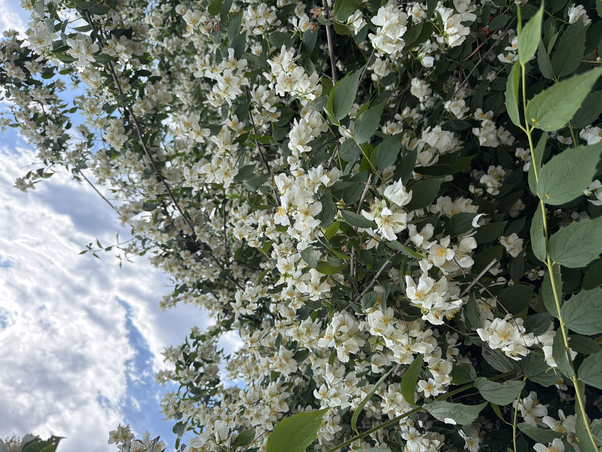The image shows a close-up view of a flowering shrub, likely located in Pazardzhik, Bulgaria. The shrub is densely covered with small, white flowers, interspersed with green leaves. A section of blue sky with white clouds is visible in the background, partially obscured by the shrub's foliage. The specific plant species cannot be determined. The scene depicts a natural setting.