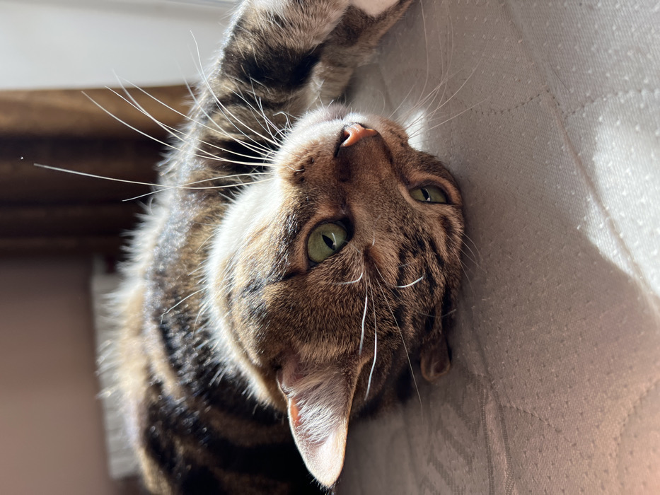 A domestic cat, exhibiting a brown and black tabby coat pattern with white fur visible on its underside, is observed lying on its left side. Its head is tilted upwards and slightly backward, with vivid green eyes directed towards the viewer. The cat's pink nose and prominent white whiskers are clearly visible. Its body is partially stretched out, indicating a relaxed posture on a light-colored, possibly off-white or light grey, quilted textile surface, likely a mattress or sofa. Strong natural light, originating from the upper right, illuminates the scene, casting distinct shadows and highlighting the cat's fur. The background is out of focus, showing blurred warm tones, suggesting an indoor environment. This scene is located in Odesa, Ukraine.