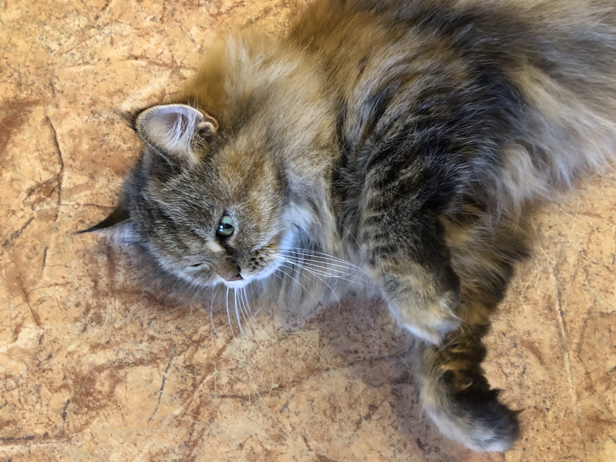 A fluffy, tabby cat with green eyes lies on a textured, brown surface. The cat is facing left and appears relaxed, with its paws resting on the surface. The fur is a mix of brown, grey, and black, with lighter patches around its face and chest. The background is a mottled brown surface, possibly a countertop or floor, with a slightly uneven texture. The lighting suggests an indoor environment. The specific location within the city of Unknown, Unknown is not identifiable from the image.