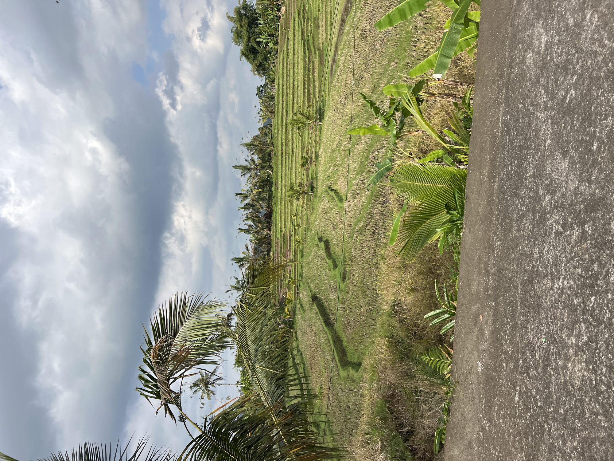 This is a photograph of the Tegallalang rice terraces in Pupuan, Indonesia, taken on a cloudy day. In the foreground, a rough, textured concrete barrier runs horizontally across the bottom of the frame. Beyond the barrier, the vibrant green rice terraces cascade down a hillside. The terraces are meticulously carved into the landscape, with narrow pathways winding between them. Scattered throughout the terraces are young palm trees and banana plants, their fronds providing pops of bright green against the backdrop of the rice paddies. In the distance, a dense line of taller palm trees and lush vegetation forms the horizon. The sky above is filled with dramatic, heavy clouds, casting a muted light on the scene. There are no people or animals visible in the image. The overall impression is one of a serene and verdant agricultural landscape.