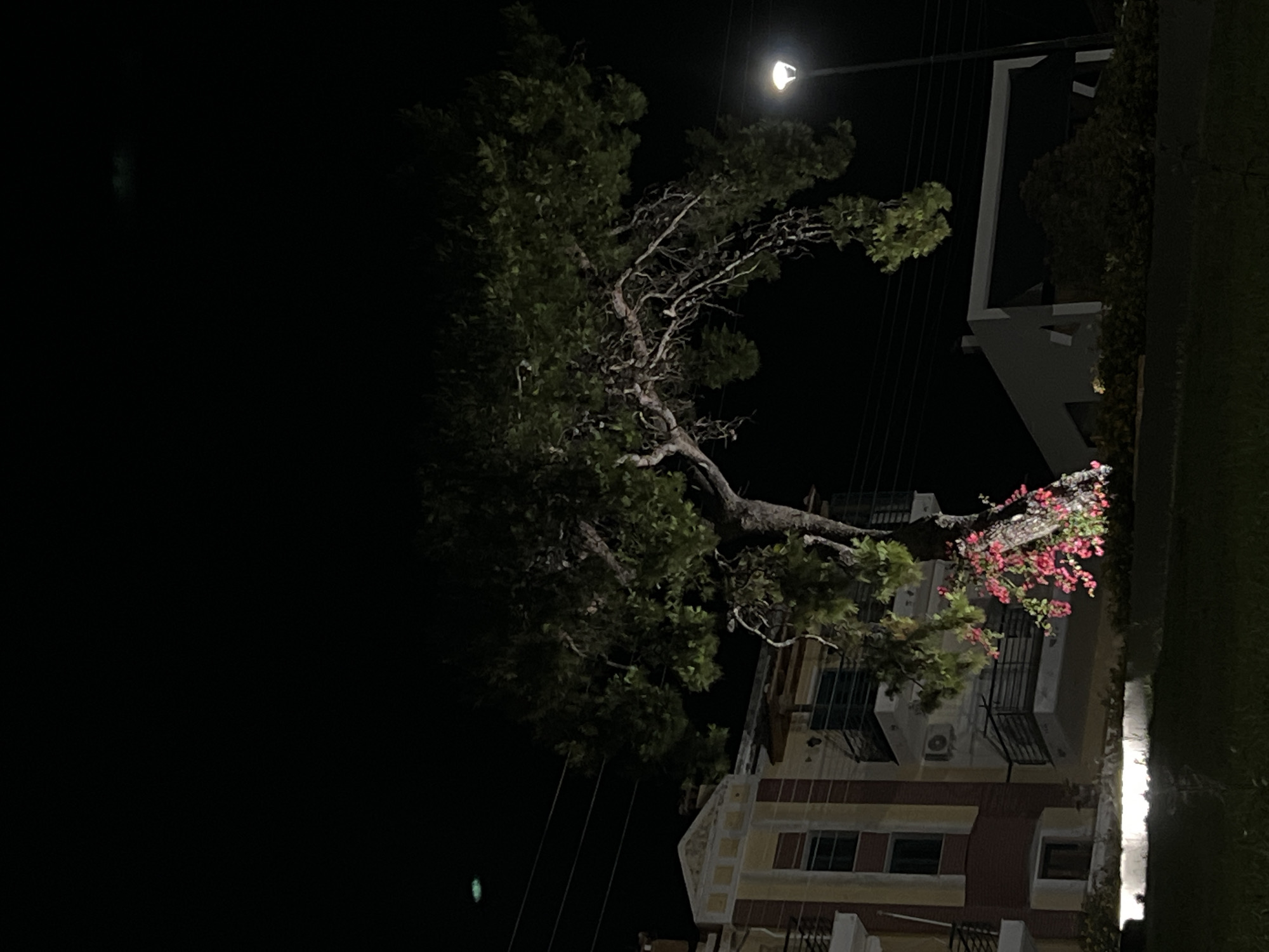 The image depicts a nighttime scene in Sithonia Municipal Unit, Greece, featuring a large tree with pink flowers cascading from its branches. To the left, a building with a yellow and reddish facade is partially visible, featuring balconies with railings and what appear to be air conditioning units. In the foreground, a street lamp illuminates the area. A second, modern-looking white building is visible to the right, with a dark awning. The sky is dark, with some faint green lights or reflections visible in the upper portion. Power lines are strung across the background. The scene is devoid of people.