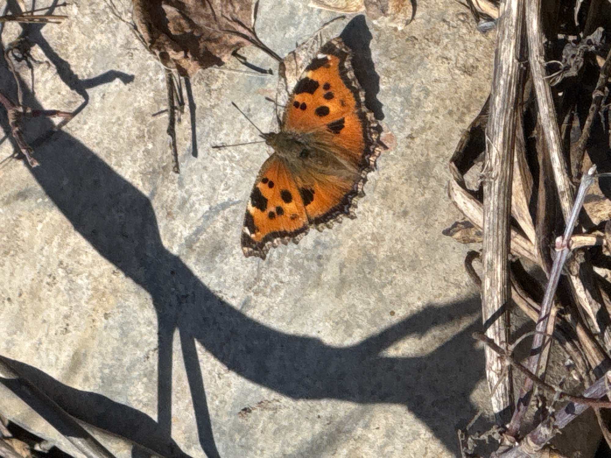 The image features a butterfly resting on a textured, light-colored surface, likely concrete or stone. The butterfly is orange with black spots and a dark border along its wings. It is positioned off-center in the upper portion of the frame. Scattered around the butterfly are dry leaves and thin, dry twigs. A prominent shadow from an unseen object is cast across the lower left portion of the image. The photograph was taken outdoors in natural light. There is no indication as to the location in the city of Chaikovsky, Russia.