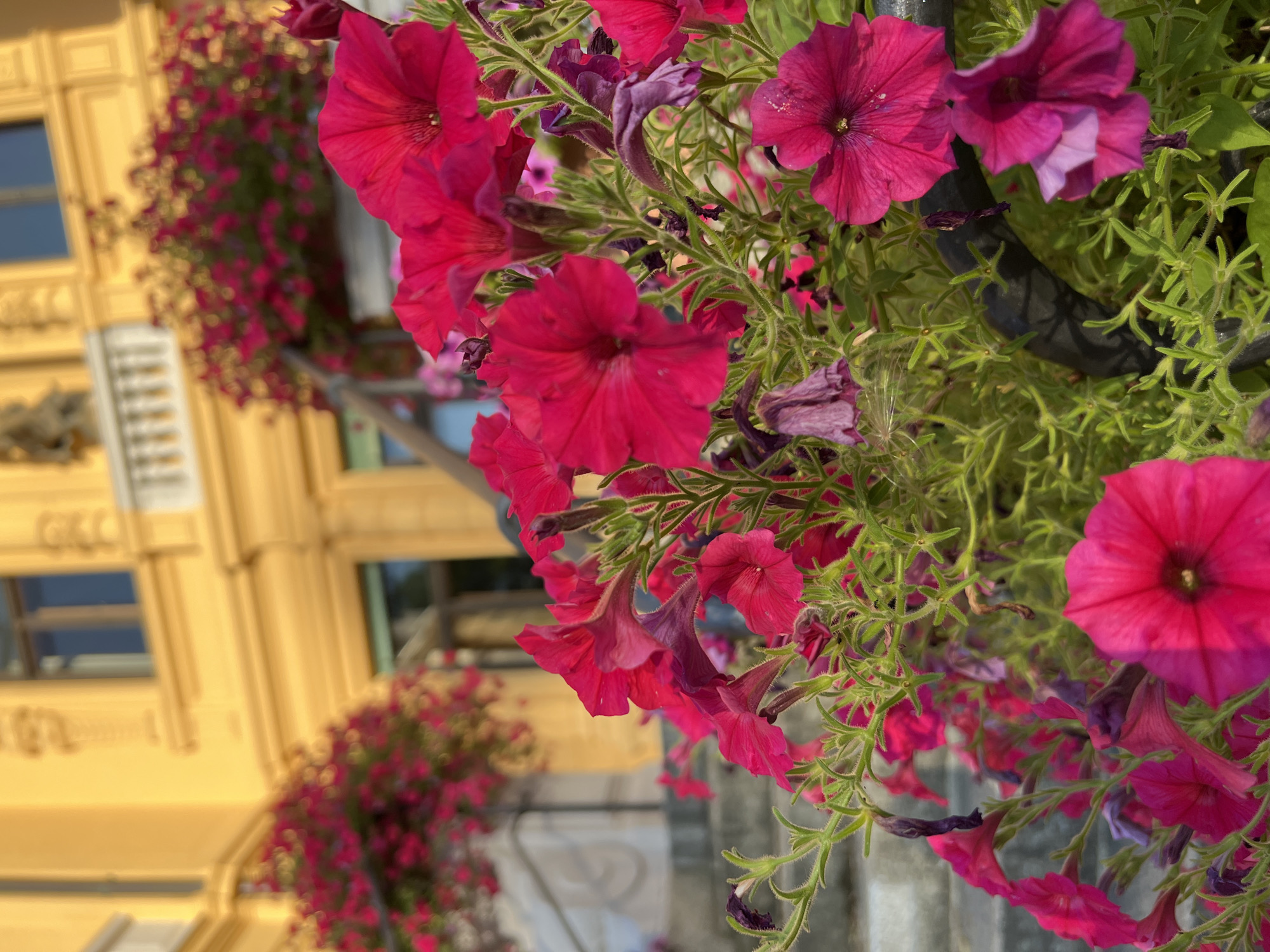The image shows a close-up of bright pink petunias cascading from a planter in front of a building. The building, which appears to be a historic structure with ornate yellow architecture and classical balconies, is out of focus in the background. Steps lead up to the building, partially visible between the flowers. The scene is outdoors, likely in a public space or garden. There are no people visible in the image. The lighting suggests it is daytime, with sunlight illuminating the flowers and casting shadows. The location is identified as Immenstadt im Allgäu, Germany.