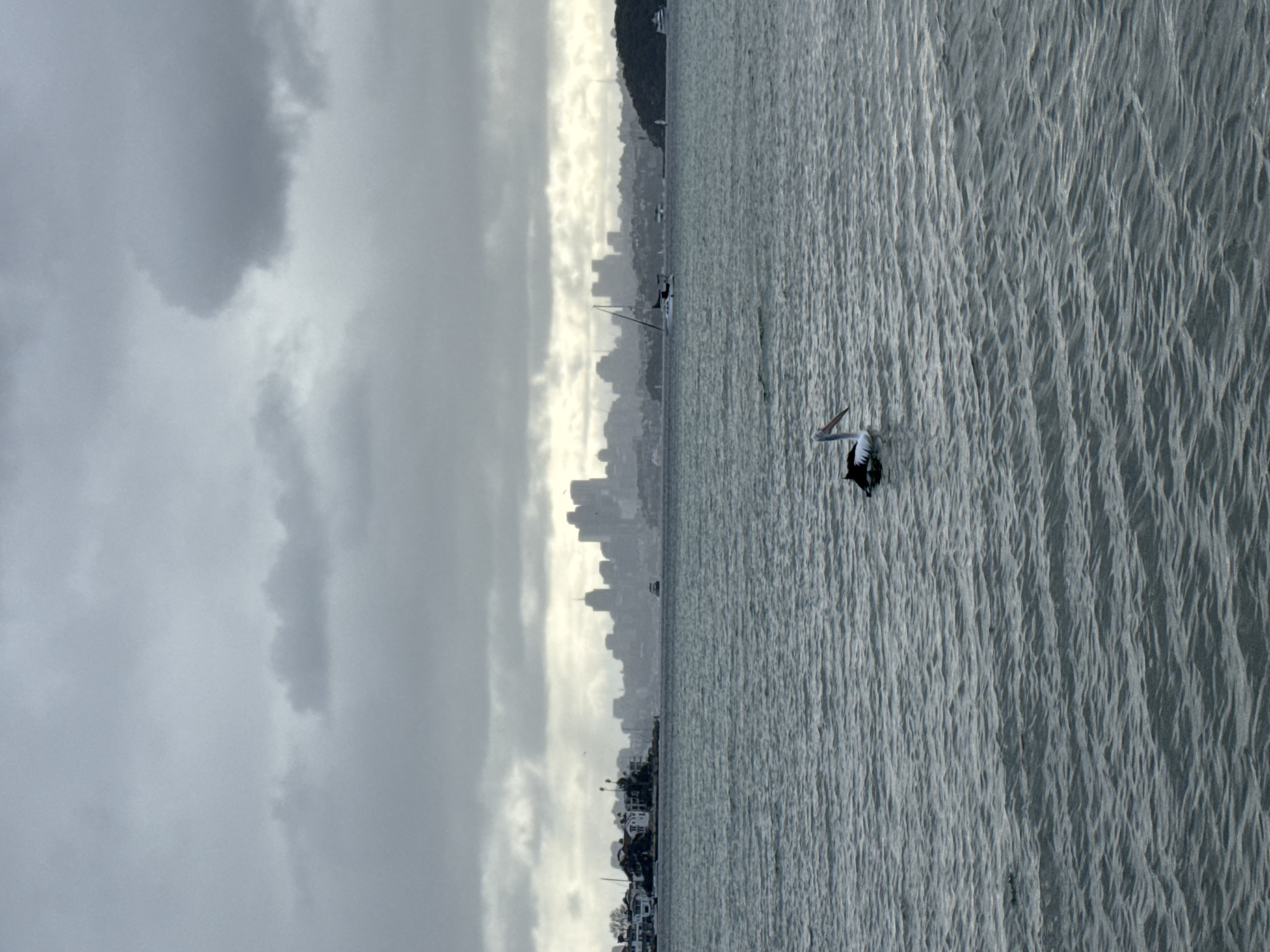 This is a photograph taken from Vaucluse, Australia, looking across the harbor towards the Sydney skyline. The sky is overcast with dark, heavy clouds. The water is choppy with visible ripples and waves. In the foreground, a pelican is swimming in the water. Further in the distance, there is a cityscape with numerous buildings and skyscrapers. Several sailboats and other vessels are visible on the water. The overall impression is a cloudy, perhaps stormy, day over a harbor city.