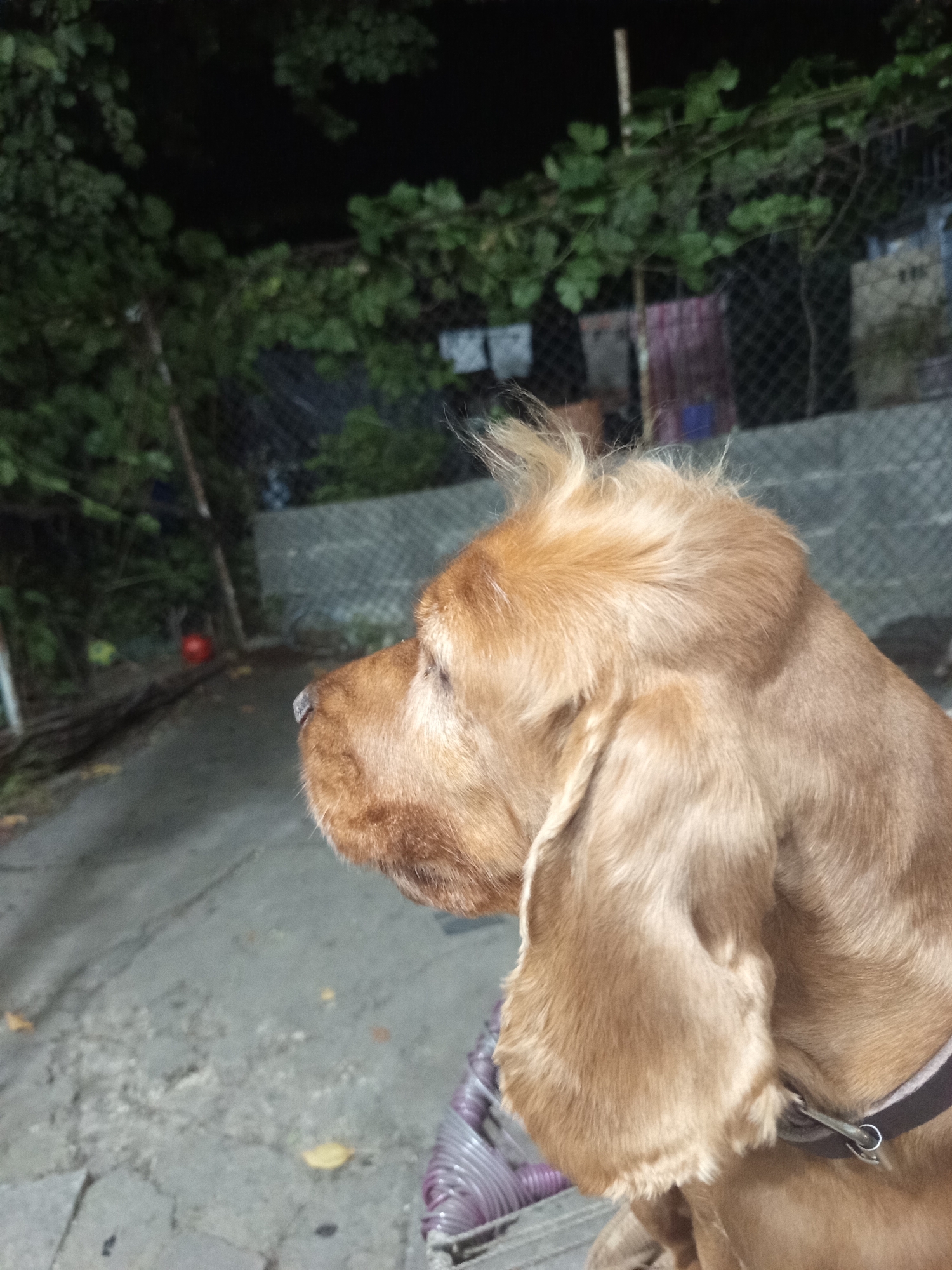 A medium shot captures a golden-colored dog, likely a Cocker Spaniel, in profile, looking to the left. The dog has its ears down and its fur on its head is slightly spiked. It appears to be sitting on a surface that is partially visible in the lower right, with a strap around its neck. The background is dimly lit, suggesting nighttime. There are trees with green leaves on the left, and a fence with some clothes hanging on it behind the dog. A gray concrete path or ground is visible in the foreground and middle ground. The environment appears to be an outdoor setting in a residential area, potentially a backyard or alleyway in the city of Khashuri, Georgia.