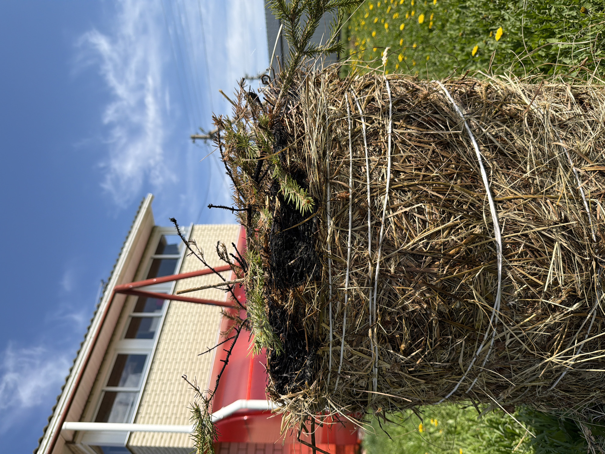 A medium shot depicts a bale of hay tied with white twine, positioned in front of a house and a bright blue sky with scattered clouds. Some green vegetation and yellow flowers are visible near the base of the bale. A young conifer tree is emerging from the top, with some branches appearing burnt. The house has a beige brick facade with white window frames and a red awning or structure attached to it. Power lines are visible in the sky. The photo was taken in Кадряково, Russia.