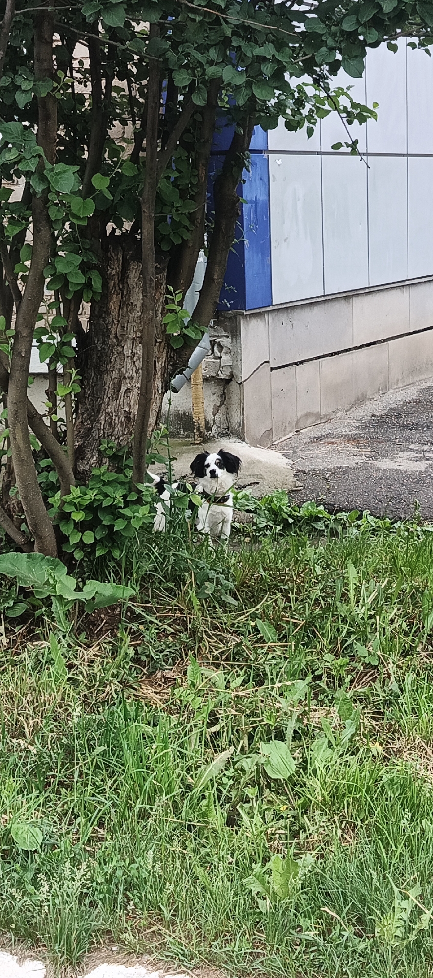 This image depicts an outdoor urban environment in the city of Chaikovsky, Russia. The central subject is a small dog, predominantly white with black markings on its head (covering the ears and eyes) and a patch on its back, positioned in the lower mid-ground. The dog has shaggy fur, wears a dark collar, and is looking directly towards the viewer.
The dog is partially obscured by dense green foliage and the lower branches of a tree located to its left. The tree features multiple dark brown, relatively thin trunks and an older, thicker main trunk with textured bark, all covered in small, roundish green leaves.
Behind the tree, an old, damaged wall structure with visible cracks and worn masonry is discernible. A gray pipe, possibly a downspout, runs vertically alongside the tree trunk and the damaged wall.
To the right of the dog and extending into the background, a modern building is visible. Its lower foundation consists of concrete with a prominent horizontal crack or expansion joint. Above this, the building's facade is primarily composed of smooth white panels, with a section of vibrant blue paneling present on the left side of the building.
The foreground is covered with a thick growth of unkempt green grass and various wild plants, with some areas of dried brown grass visible beneath. To the right of the dog, an uneven patch of dark, paved ground, possibly asphalt, is visible, leading towards the building. The lighting suggests an overcast or shaded condition, as there are no sharp shadows.