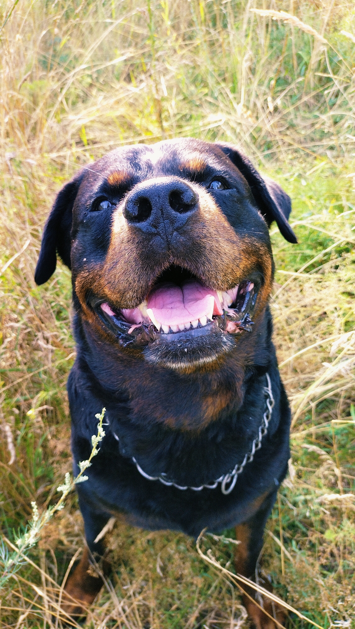 A rottweiler dog is sitting in a grassy field, its mouth open and tongue visible. The dog is wearing a silver chain collar. The background is blurred, with tall dry grass and some green vegetation. The lighting suggests a sunny day. The image is taken from a low angle, looking up at the dog. The location is identified as Horishni Plavni, Ukraine.