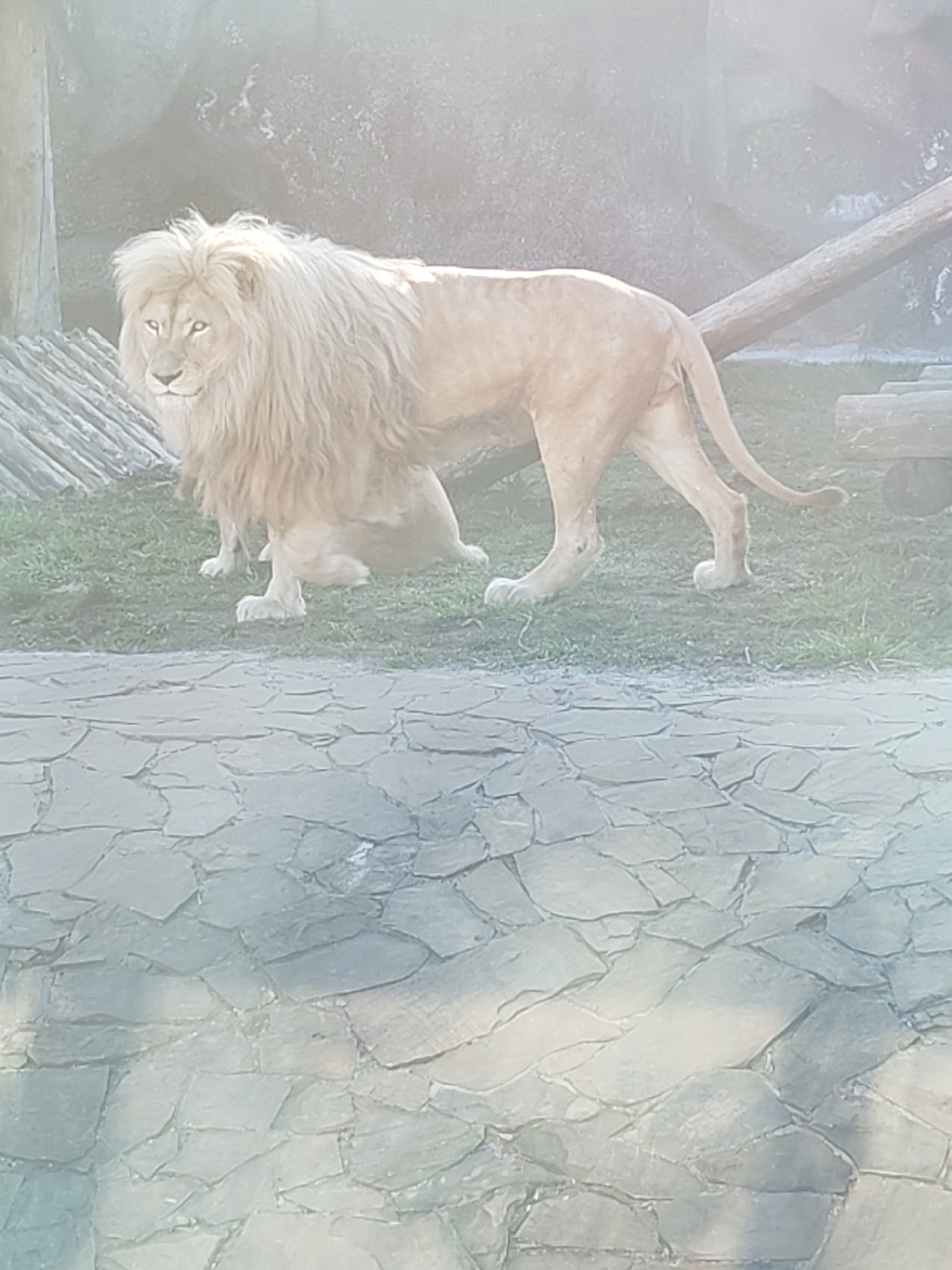A white lion stands on green grass next to a cobblestone path, in an outdoor enclosure. There is a gray rock wall in the background. The scene appears to be in a zoo, but the location in Izhevsk, Russia is not evident from the image alone.