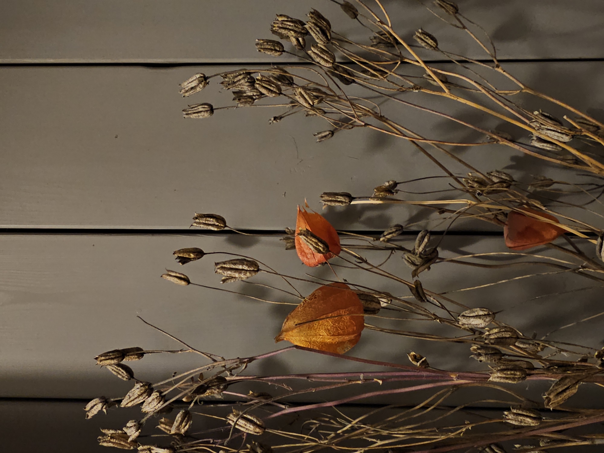 The image displays a close-up, low-angle view of dried seed pods and two Chinese lanterns against a dark, vertical paneled background. The seed pods are clustered on thin, brittle stems, appearing in various shades of brown and beige. The two Chinese lanterns are vibrant orange and positioned in the mid-left and mid-right sections of the frame. The paneled background is a muted, dark gray color, with subtle vertical lines indicating seams between the panels. The lighting suggests a dimly lit indoor environment, casting soft shadows. There are no people or any indications of activity. The scene evokes a sense of autumn or dried botanical arrangement. The location is specified as Nemchinovo, Russia.