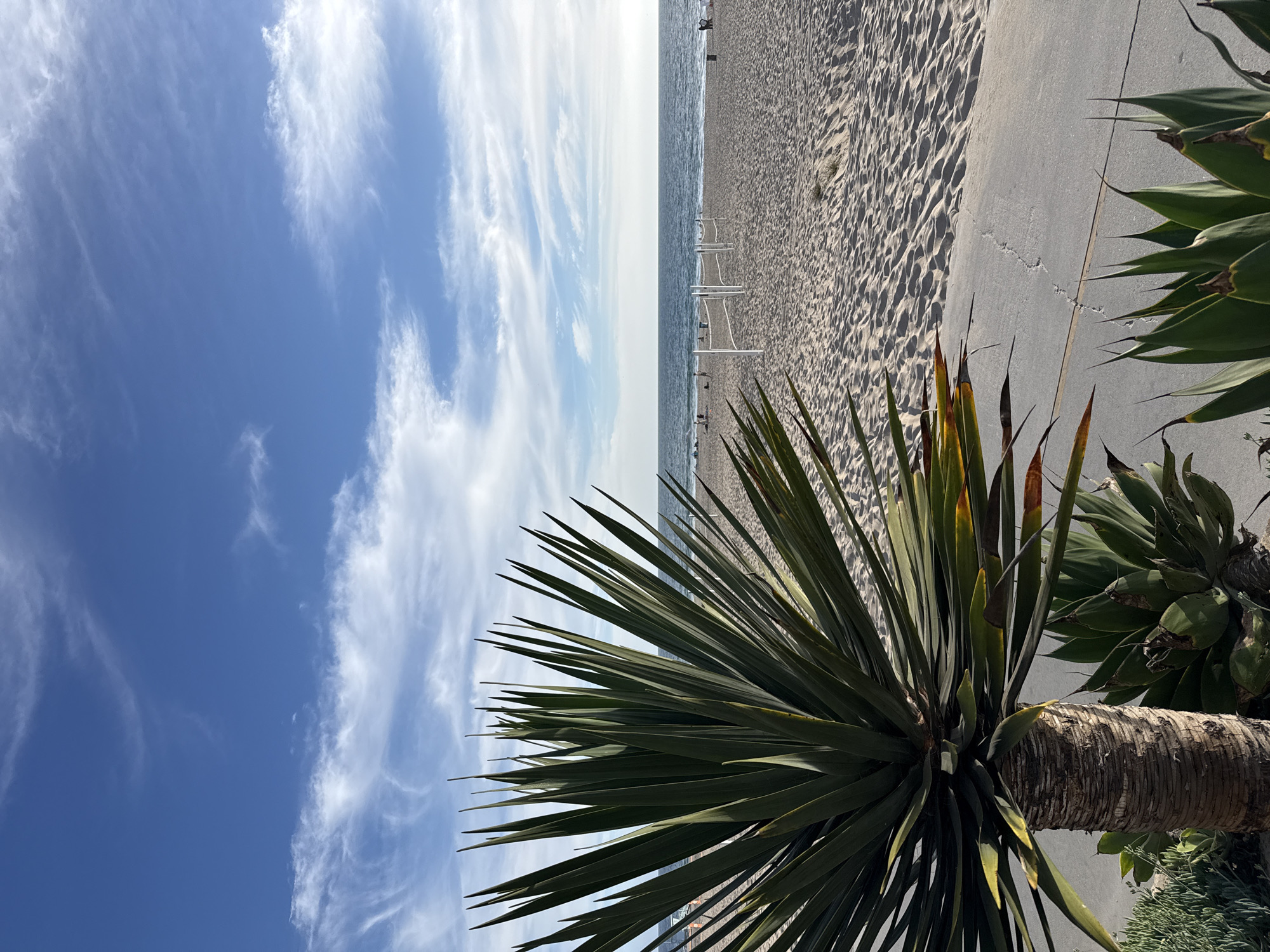 This is a photograph taken at a beach in Manhattan Beach, California, United States of America. In the foreground, a large yucca plant with sharp, spiky green leaves is prominently displayed on the left side of the frame. To the right of the yucca, smaller agave plants are visible, along with a textured concrete pathway. Beyond the pathway, a sandy beach stretches towards the ocean. Several volleyball nets are set up on the sand, with a few individuals scattered on the beach and in the water. The ocean is calm, with a clear horizon and a blue sky overhead, dotted with wispy white clouds. The overall scene depicts a sunny day at the beach, with a focus on the natural vegetation and recreational setup.