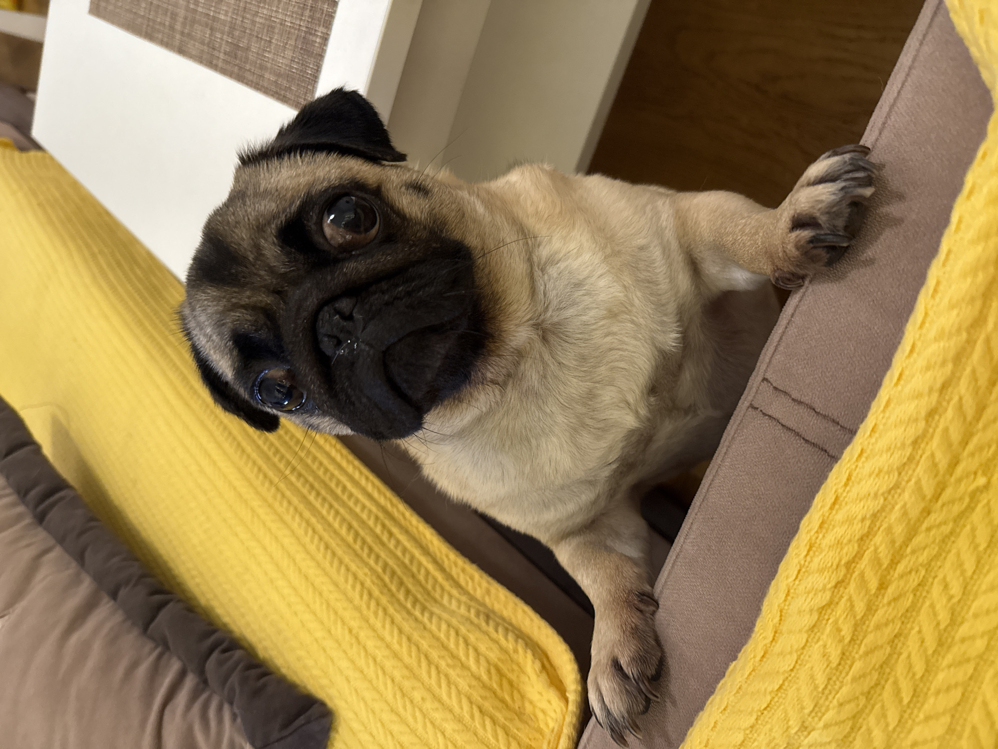 A fawn-colored pug dog is standing on its hind legs, leaning over a brown upholstered piece of furniture, with its front paws resting on the top edge. The dog is looking directly at the camera with wide, dark eyes and a slightly wrinkled snout. Behind the dog, a bright yellow knitted blanket is draped over another part of the furniture, and a brown throw pillow is visible in the upper left corner. To the right of the dog, a white tabletop with a textured brown placemat is partially visible, with a dark wooden floor beneath. The scene appears to be indoors.