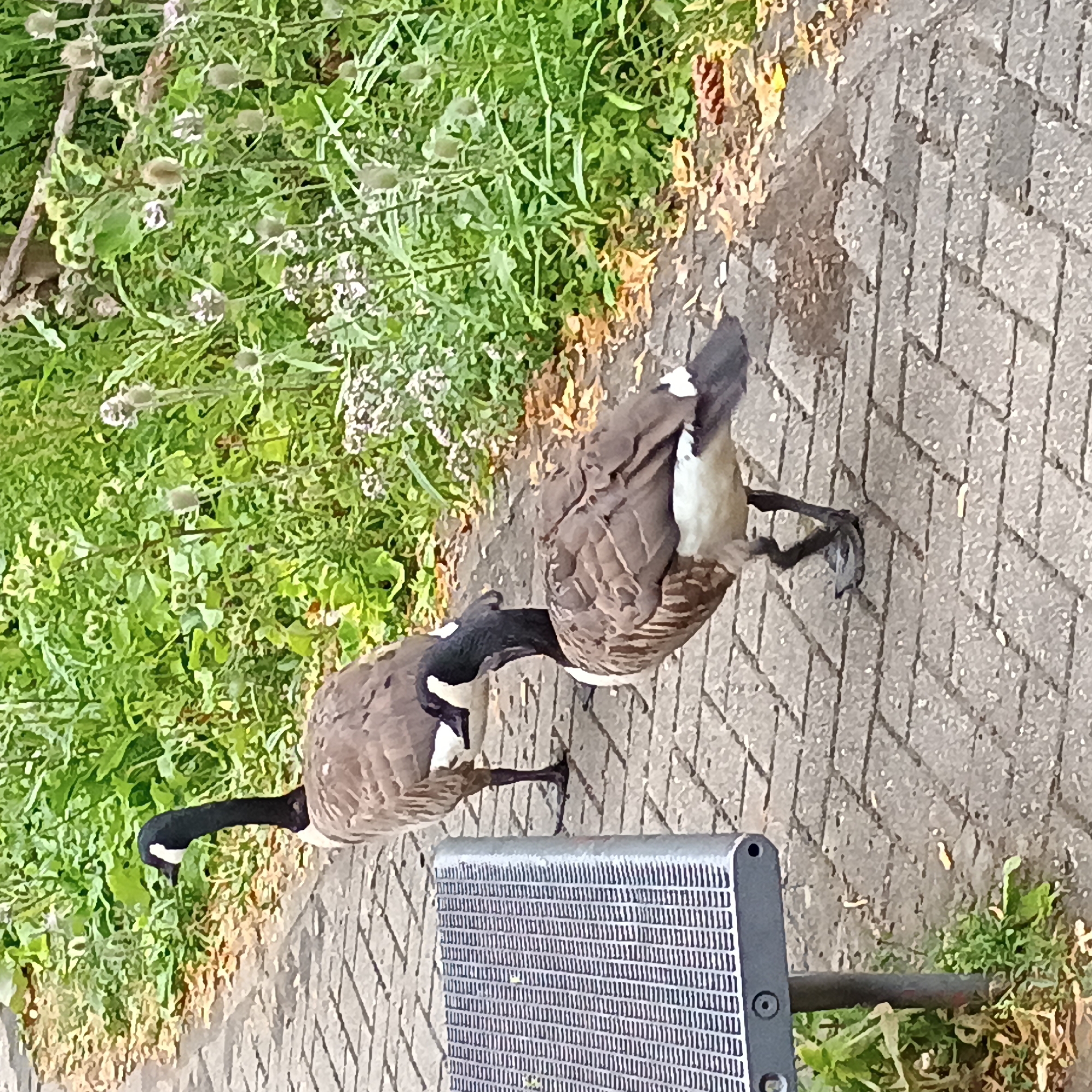 Two Canada geese are walking on a paved pathway in a park setting in Iserlohn, Germany. The goose in the foreground is facing to the right, with its head turned slightly towards the viewer. It has black and white plumage on its head and neck, and brown and white feathers on its body. Its webbed feet are visible on the gray paved stones. Behind it, another Canada goose is walking away from the viewer, also with its head turned. The pathway is bordered by lush green vegetation, including tall grasses and some flowering plants. A portion of a gray metal bench with a slatted surface is visible on the left side of the image. The scene suggests a natural park environment within the city.