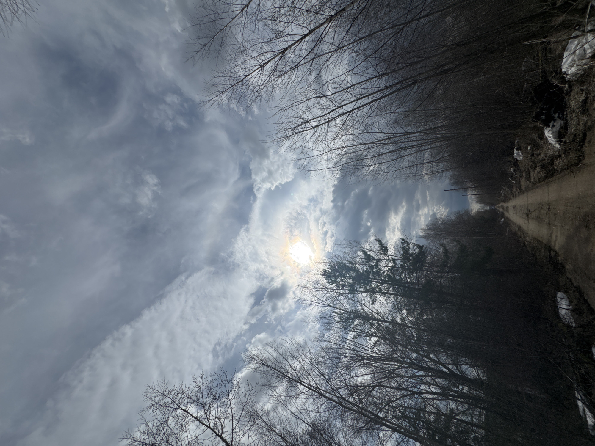 The media file captures an outdoor vertical-oriented shot, looking upwards through a tree-lined area. A dirt or gravel path runs along the far right edge of the frame, appearing to lead upwards and away from the viewer. The sky occupies most of the image, filled with various shades of gray and white clouds. The sun, partially veiled by clouds, shines brightly in the central portion of the sky, creating a halo effect. Predominantly bare deciduous trees, characteristic of winter or early spring, line both sides of the scene, with their intricate branches reaching towards the sky. Darker evergreen trees are also visible on the right side, above the path. Patches of snow can be seen on the ground next to the path. The scene takes place during daytime in a rural or wooded environment. No people or text are visible. The location is Chaikovsky, Russia.