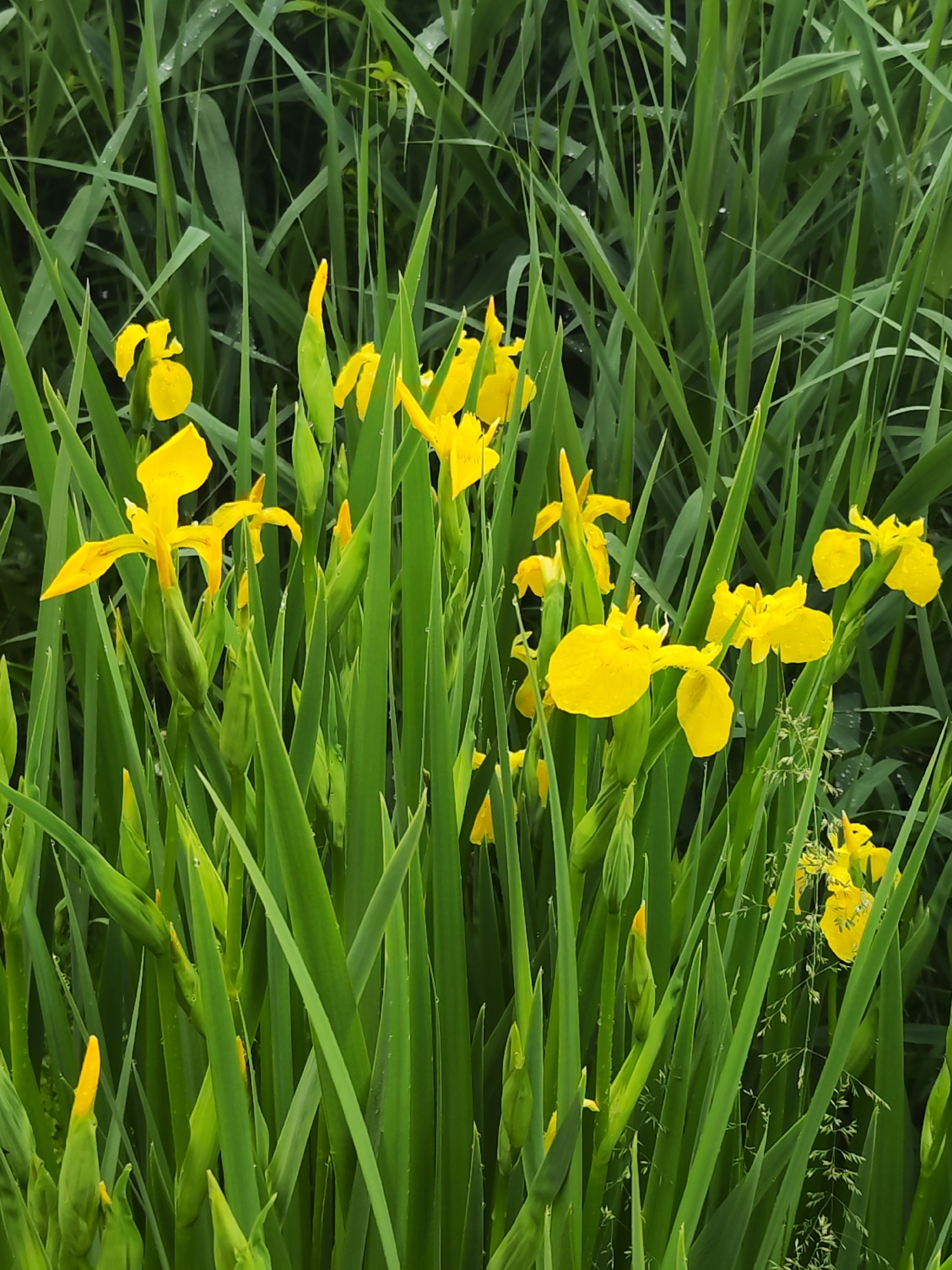 The image captures a vibrant natural scene, dominated by a dense cluster of bright yellow flowers, identified as Yellow Flag Irises (*Iris pseudacorus*), amidst abundant green foliage. Numerous irises are in various stages of bloom, with many fully open flowers displaying their intricate petals, alongside several unopened buds.
The long, sword-like leaves of the irises and surrounding grass-like plants form a lush, verdant backdrop and foreground. A notable detail is the presence of small, clear water droplets clinging to the leaves and flower petals, suggesting the photograph was taken shortly after rainfall or during a heavy dew.
The lighting is soft and diffused, indicating an overcast day or indirect light, which enhances the rich colors of the plants. The background consists of further green foliage, slightly out of focus, providing depth to the composition. There are no visible people, animals, or man-made objects, and no discernible text. The scene evokes a sense of freshness, tranquility, and wild natural beauty, typical of wetland or waterside environments. The setting is located in Chaikovsky, Russia.