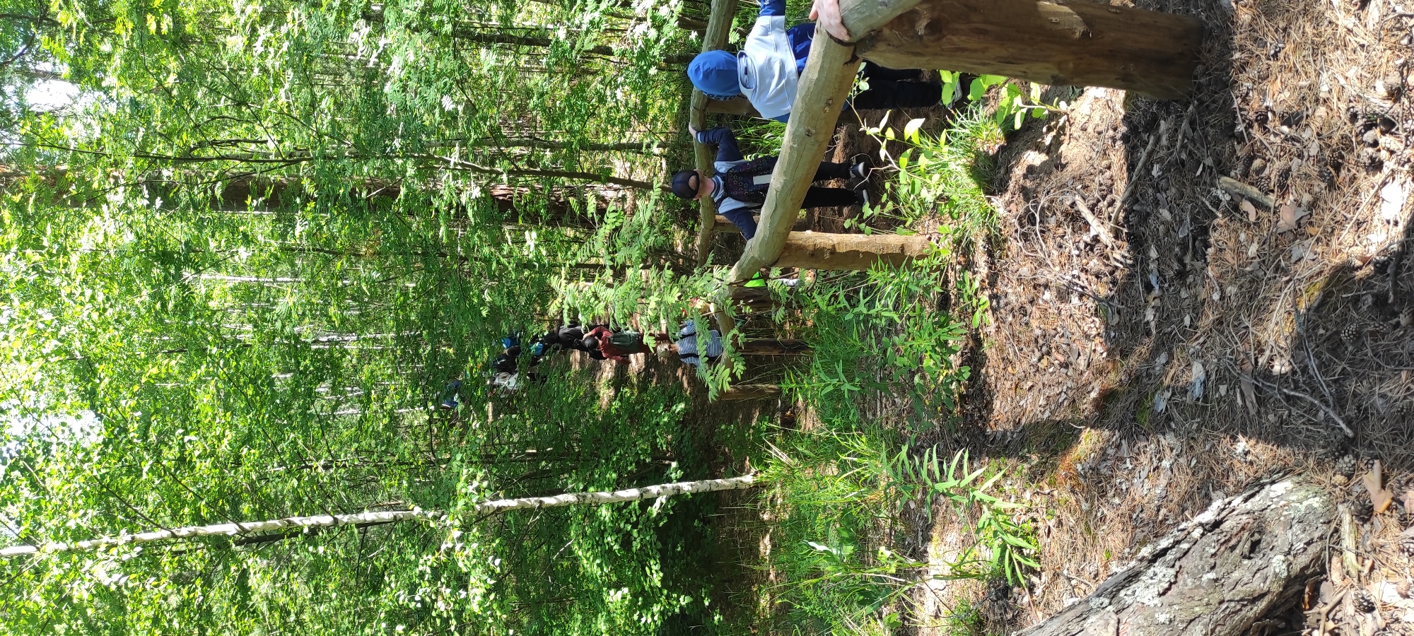 A group of approximately twelve children, all appearing to be of elementary school age, are walking in single file along a wooded path. They are led by two adults, one of whom is wearing a blue hooded jacket, and the other is partially obscured. The path is lined with a wooden railing on the right side. The environment is a dense forest with abundant green foliage, including deciduous trees with light-colored bark and taller coniferous trees. The ground is covered with pine needles, leaves, and scattered pinecones. Sunlight filters through the trees, casting dappled shadows. The scene appears to be in a natural park or forest area, possibly in the city of Chaikovsky, Russia, given the typical landscape of such regions.