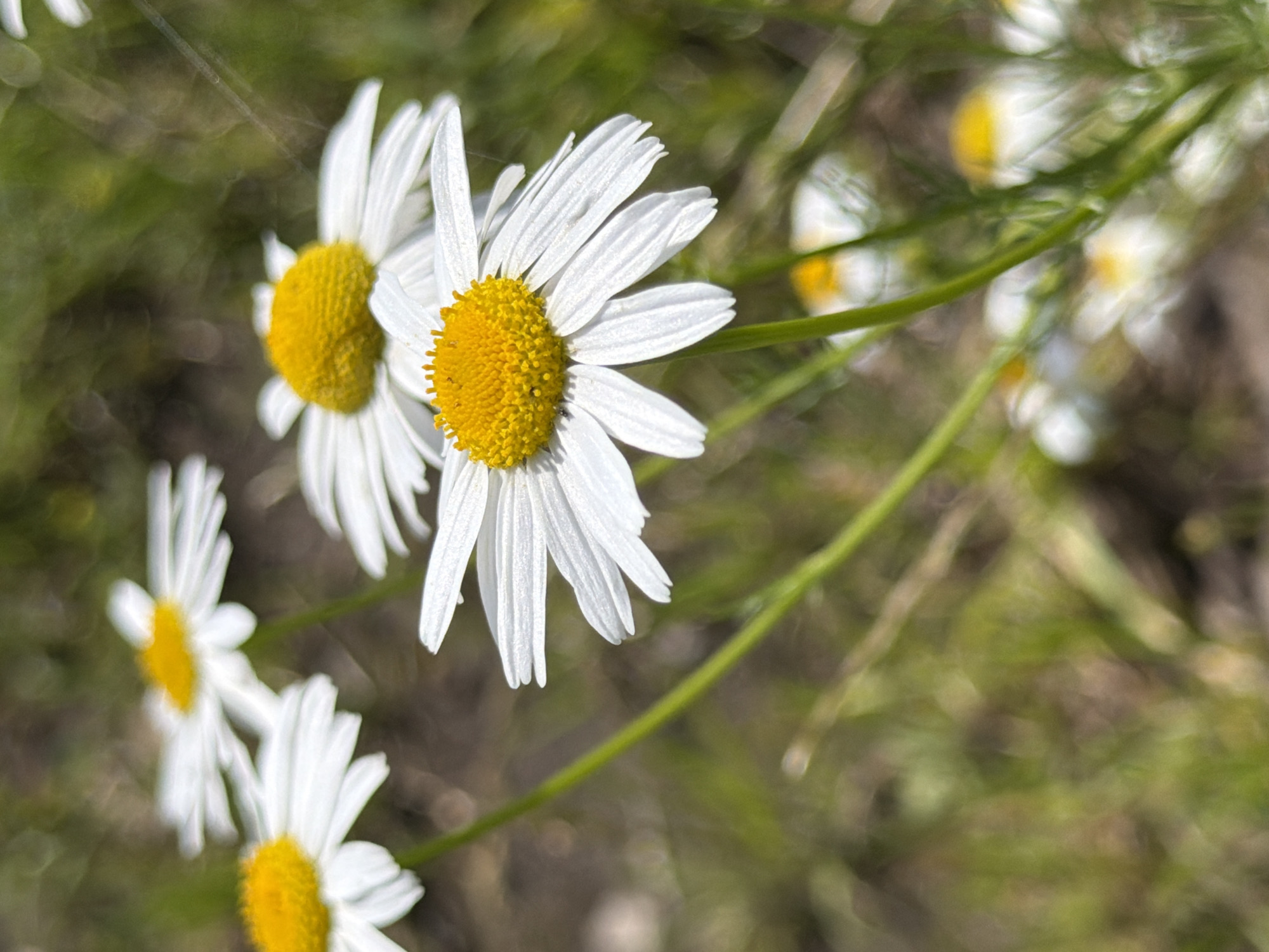 The image depicts a close-up view of several daisy-like flowers with white petals and yellow centers, growing in a natural, outdoor setting. The flowers are in focus in the foreground, with some of the plants in the background appearing blurred and out of focus. The ground appears to be covered with grass and soil. The overall lighting suggests it is daytime, with natural sunlight illuminating the scene. There is no indication of the city of Kazan, Russia, or any specific location within it. The image focuses solely on the botanical subject matter.