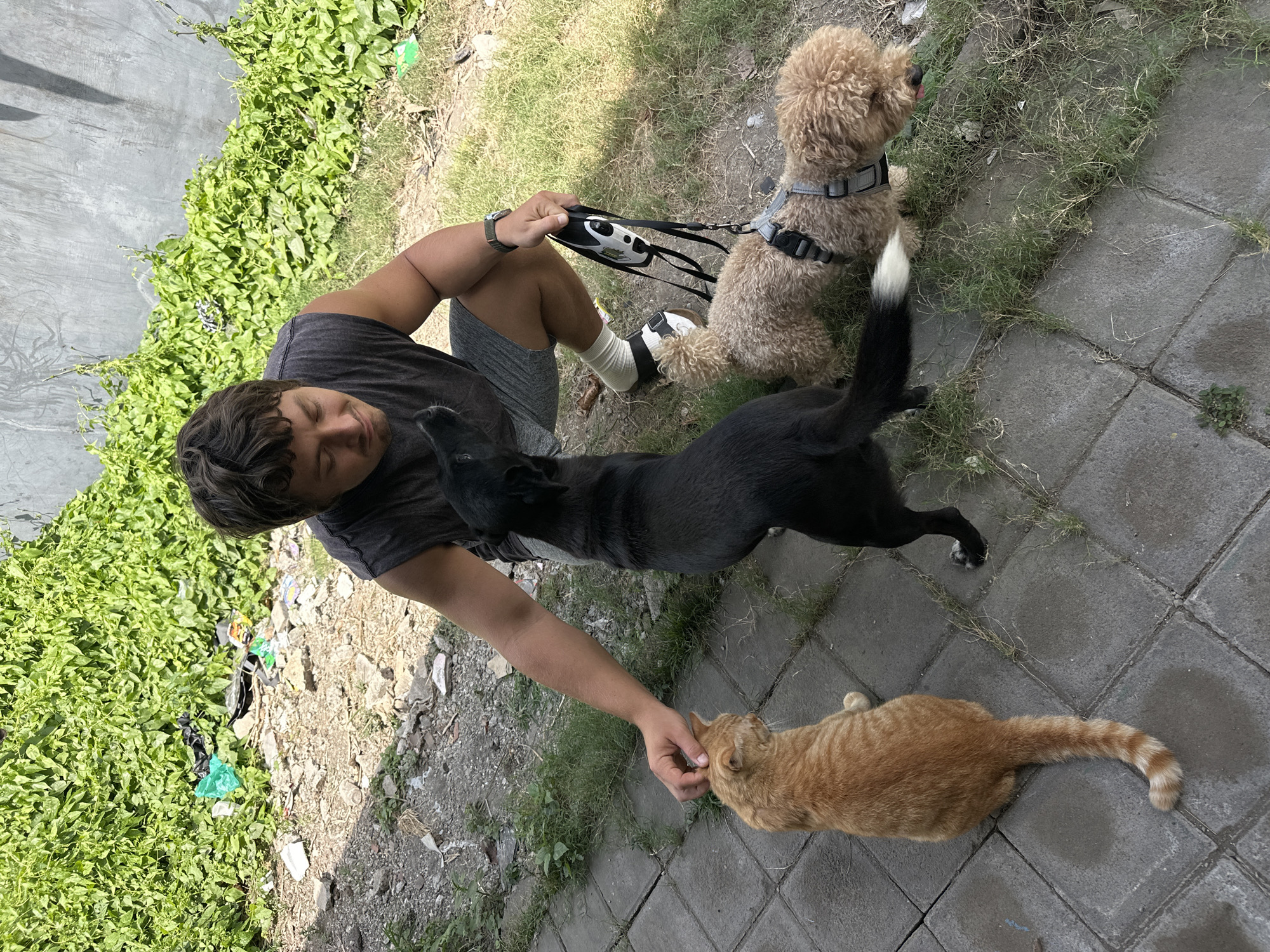 A man kneels on a paved walkway, petting an orange cat. Behind him, a black dog stands, and to the right, a small, curly-haired brown dog wears a harness and is attached to a leash held by the man. The environment appears to be outdoors, with lush green foliage and a concrete wall in the background. The ground is a mix of paved stones, dirt, and patchy grass, with some scattered debris. The scene suggests a casual interaction with pets in a somewhat unkempt urban or semi-urban setting in North Kuta, Indonesia.