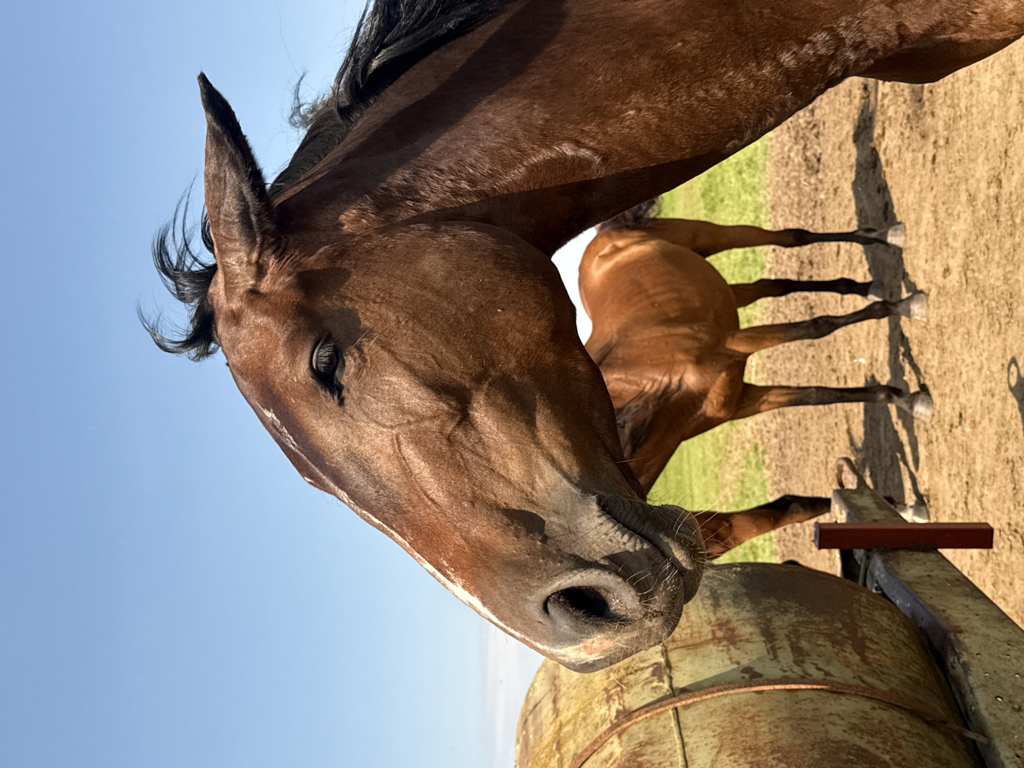 In Galinė, Lithuania, on a clear day under a bright blue sky, a close-up shot captures the head of a brown horse in the foreground. The horse's head is turned to the left, its dark eye partially closed. A white blaze runs down its muzzle. To the left of the horse, a weathered, cylindrical object, possibly a metal tank on a trailer, is visible. In the background, a second, smaller brown horse stands on a dirt ground with patches of green grass. The scene depicts a pastoral setting.
