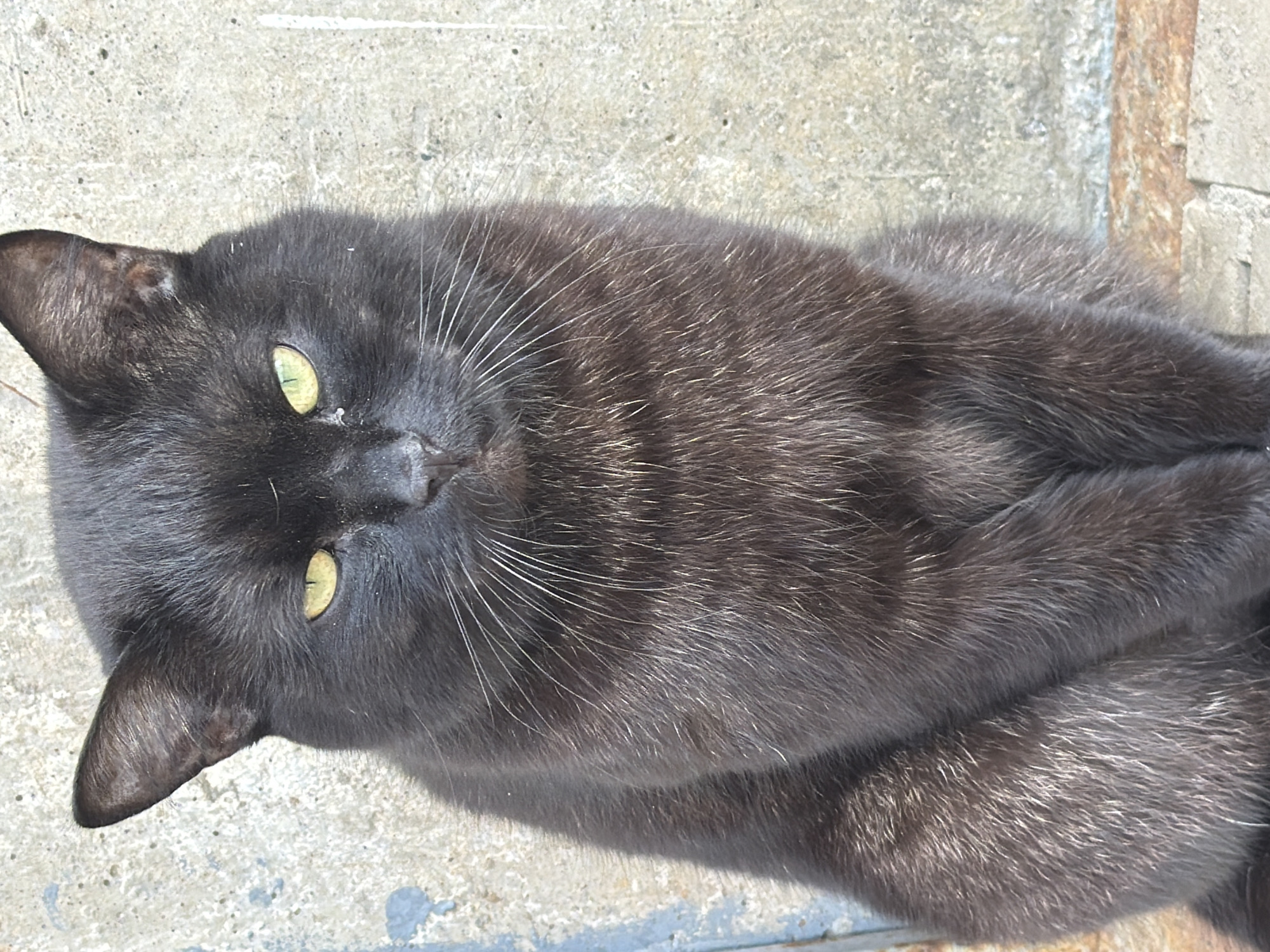 A close-up, angled shot captures a black cat lying on a concrete surface. The cat has sleek, dark fur with subtle gray undertones and prominent white whiskers. Its eyes are yellow-green and almond-shaped. The cat appears relaxed, with its paws tucked beneath its body. The concrete surface is gray and slightly textured, with hints of adjacent architectural features visible in the periphery. There is no indication of the location being Votkinsk, Russia.