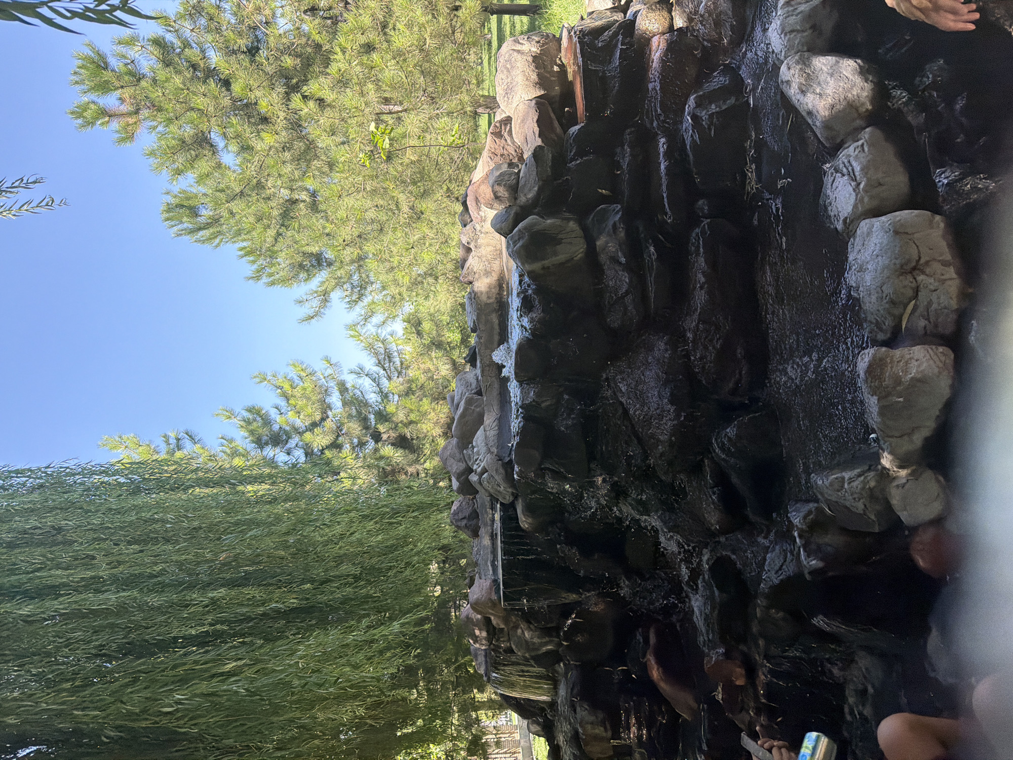 This image captures an outdoor scene with a focus on a multi-tiered rock formation that serves as a waterfall and water feature. The rocks are dark and wet, with water cascading over them in several places, creating a dynamic visual. Surrounding the rock formation are lush green trees, including what appears to be a weeping willow with its long, drooping branches in the foreground and evergreen trees in the background. The sky above is clear blue. In the lower part of the image, a pool of water is visible, with some light steam or mist rising from it, suggesting it might be a hot spring or a heated pool. Parts of people are visible in the water, including legs and hands, indicating they are present in the scene. The overall setting suggests a natural or landscaped recreational area. This scene is located at the "Zangi-Ota Mausoleum" in the Zangiata district of Uzbekistan, a well-known historical and spiritual site that also features natural springs and landscaped gardens.