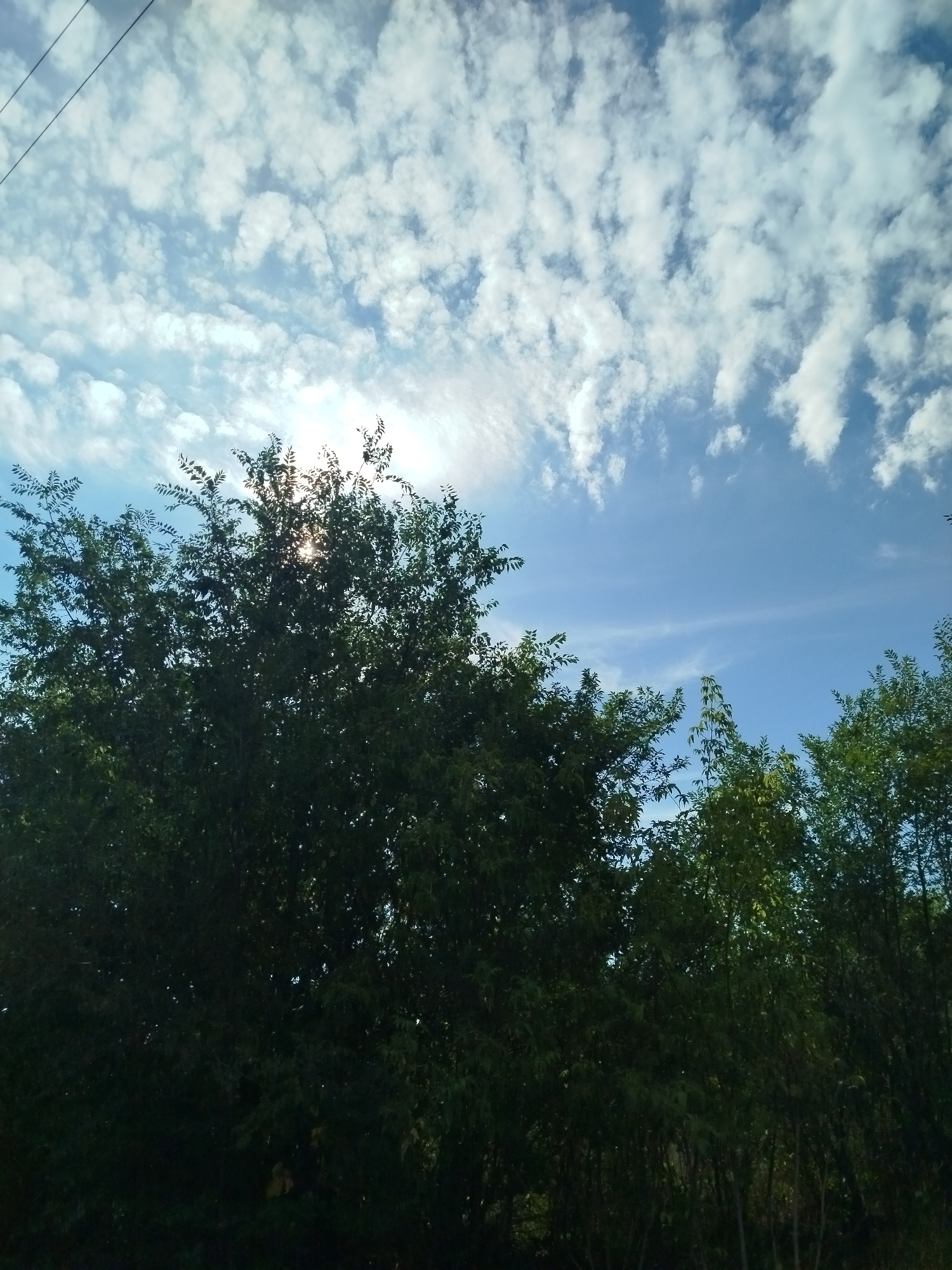 The image depicts a natural scene with a focus on trees and the sky. The lower portion of the frame is dominated by the dark green foliage of trees, with some branches and leaves visible. The upper part of the image shows a blue sky with scattered white clouds. The sun is partially visible through the leaves of a tree on the left, casting a bright glare. A thin, dark line, possibly a wire or a power line, extends diagonally across the upper left corner of the image. The image appears to be taken outdoors, with no discernible urban elements from Qarağandı city administration, Kazakhstan.