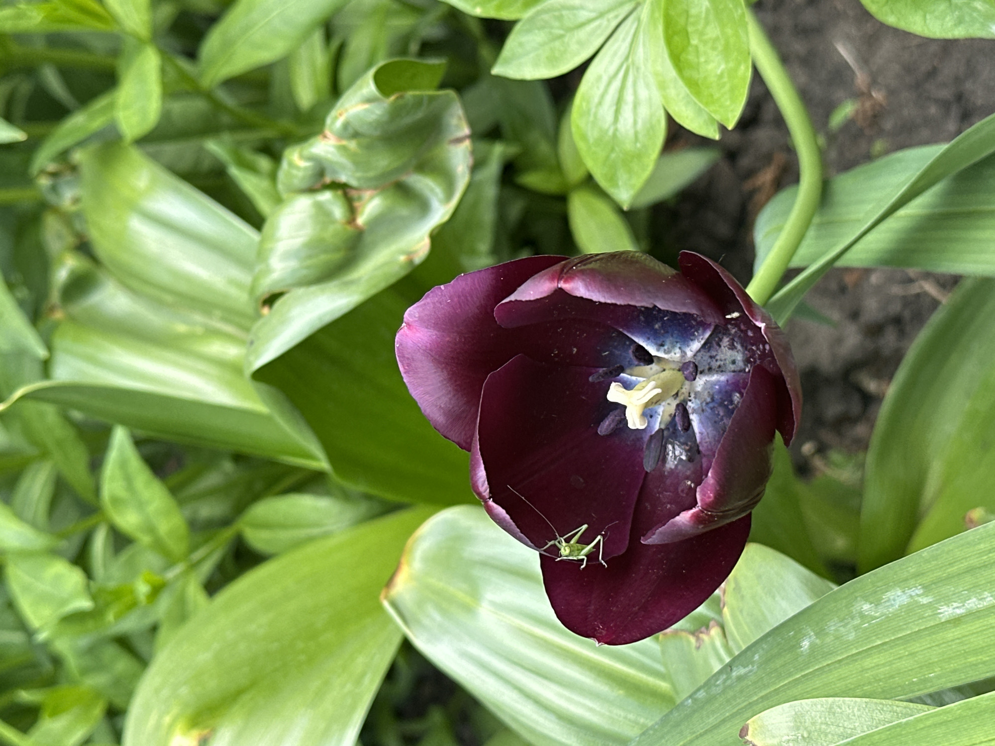 A close-up shot reveals a dark purple tulip in a garden setting. The tulip is partially open, exposing its interior which features a mix of purple, white, and blue hues, along with visible yellow stamens. A small, green grasshopper rests on one of the tulip petals. The surrounding foliage consists of lush green leaves of varying shapes and sizes, providing a backdrop for the flower. The photo was taken in the city of Oryol, Russia.
