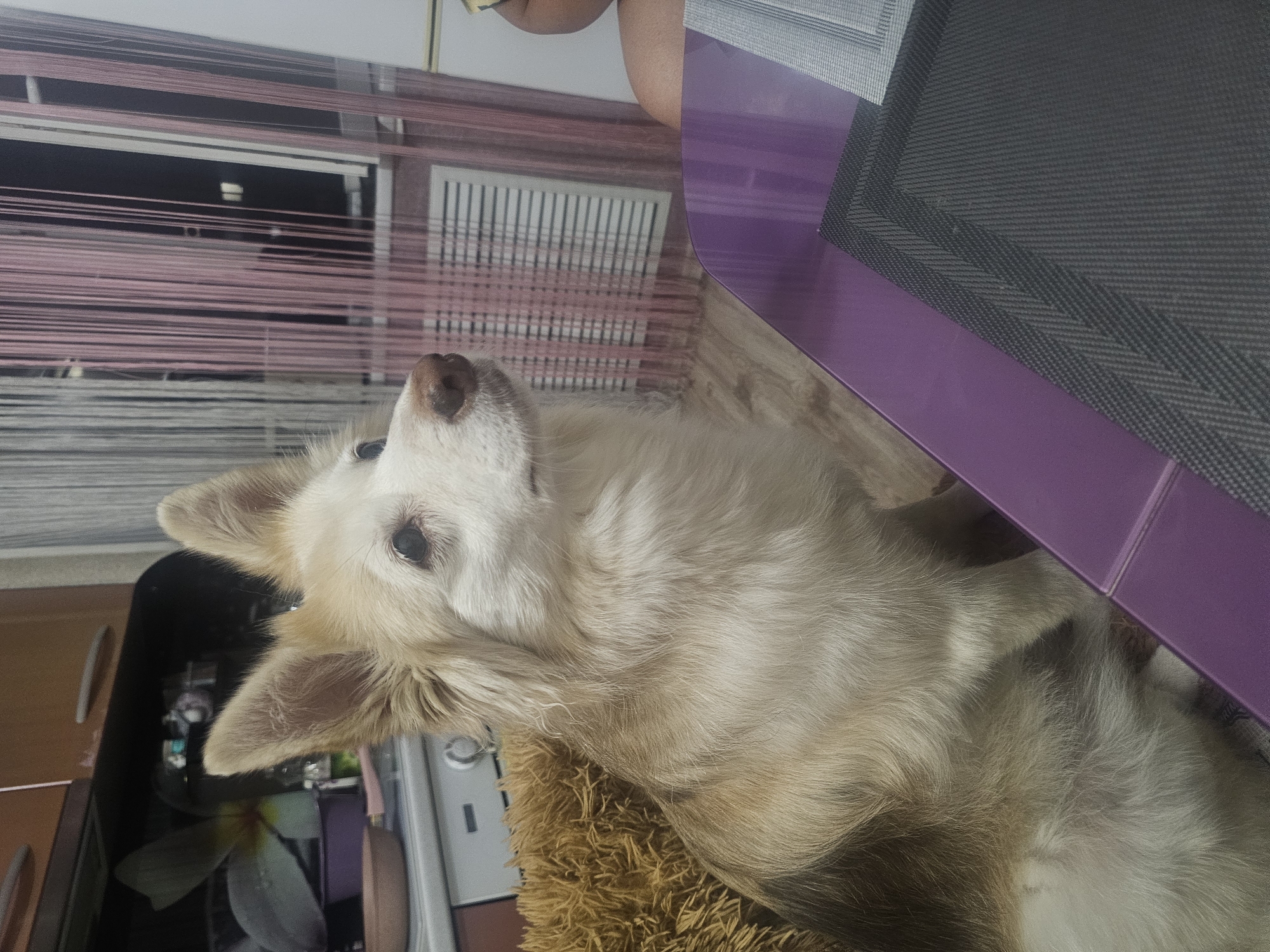 An indoor, medium-shot photograph captures a medium-sized dog with cream-colored fur and brown markings sitting in what appears to be a kitchen. The dog is positioned to the left of a purple table, facing to the right with its head tilted upwards. A brown, fuzzy cushion is visible behind the dog. In the background, kitchen cabinets and a stove are present. To the right of the dog, a person's shoulder and head are visible, partially obscured by pink string curtains. The floor is made of wood-patterned linoleum. The scene is consistent with a domestic environment in Nakhodka, Russia.