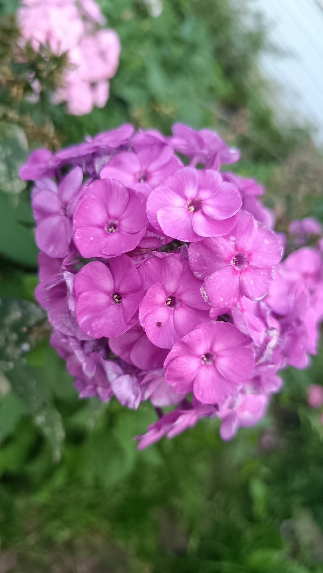 A close-up, vertical, full-frame shot features a cluster of bright pink phlox flowers. The flowers are densely packed, with some petals showing a slight white speckling. The background is a soft blur of green foliage and a hint of a white structure, possibly a fence or building, on the right side. The lighting is soft and diffused, suggesting an overcast day or a shaded area. No people or animals are visible in the image. This scene is not specific to any particular location within the city of Karsha, Russia.