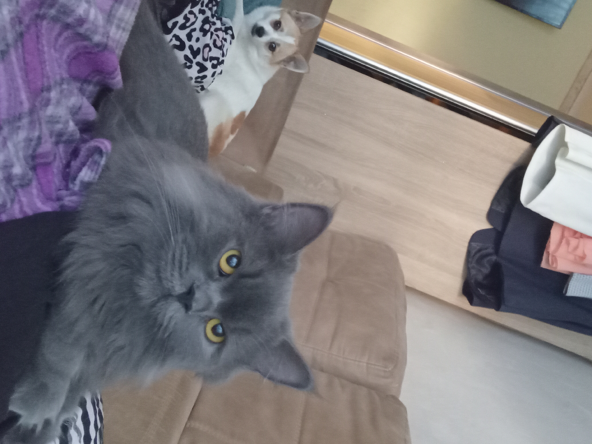 The image shows an indoor scene with two pets, a gray long-haired cat and a small white and tan dog, on a couch. The cat is in the foreground, looking directly at the camera with bright yellow eyes. The dog is in the background, lying down and looking to the side. The environment appears to be a living room, with a couch, wooden furniture, and some clothing visible. The image does not contain any information that would allow for determining its location in the city of Chuhuiv, Ukraine.