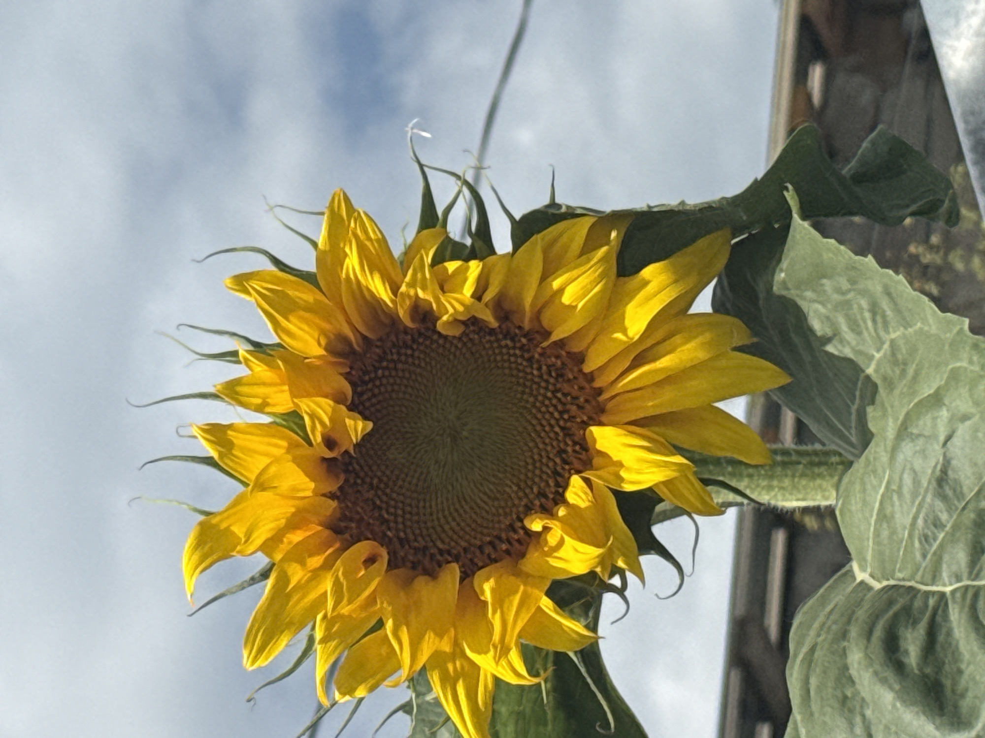 A close-up, low-angle shot focuses on a single, vibrant sunflower against a partly cloudy sky. The sunflower is positioned slightly to the left of the frame, with its large, yellow petals radiating outwards. The center of the flower is a dark, textured disc filled with seeds. The stem is thick and green, with fuzzy texture. Large, textured green leaves are visible at the bottom of the frame, framing the base of the sunflower. In the background, out of focus, are indistinct structures that appear to be part of a building or fence, suggesting an outdoor, possibly urban or suburban setting. A thin wire stretches across the upper right portion of the image. The lighting suggests it is daytime, with sunlight illuminating the sunflower. The image does not contain any discernible information that would place it specifically in Tbilisi, Georgia.