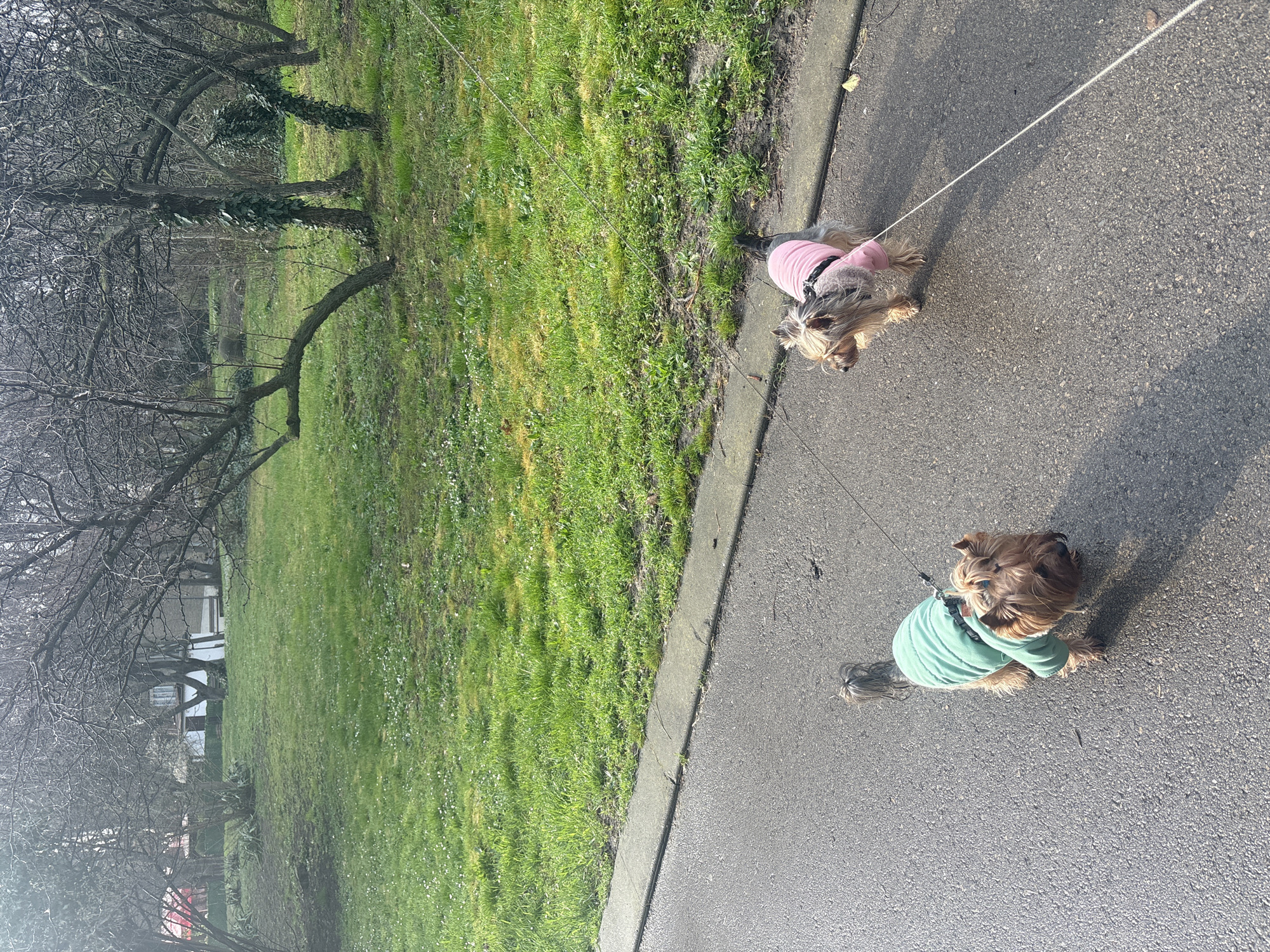 Two small, long-haired terrier-type dogs are on leashes on an asphalt path. One dog wears a pink coat; the other wears a mint green coat. The dogs appear to be sitting or standing still. A grassy area borders the path. Bare-branched trees are visible in the background, along with glimpses of a building. The location is possibly in Varna, Bulgaria, given the prompt. The scene is well-lit, suggesting daylight.