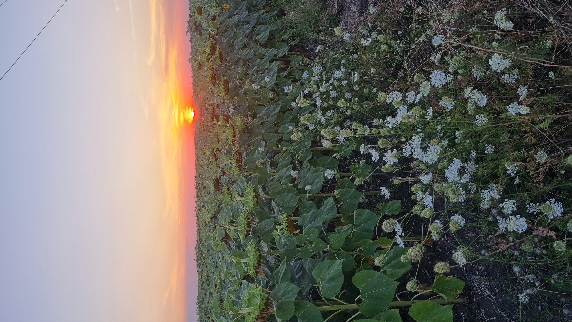 This image depicts a field of sunflowers with a sunset in the background. The sunflowers are in various stages of growth, with some having turned their heads downwards. In the foreground, there are clusters of white wildflowers. The sky is a gradient of soft pinks, oranges, and blues, indicating the sun is setting on the horizon. The scene is likely in or around Smila, Ukraine, as suggested by the metadata. There are no people or animals visible in the image. The overall impression is one of natural beauty and tranquility.