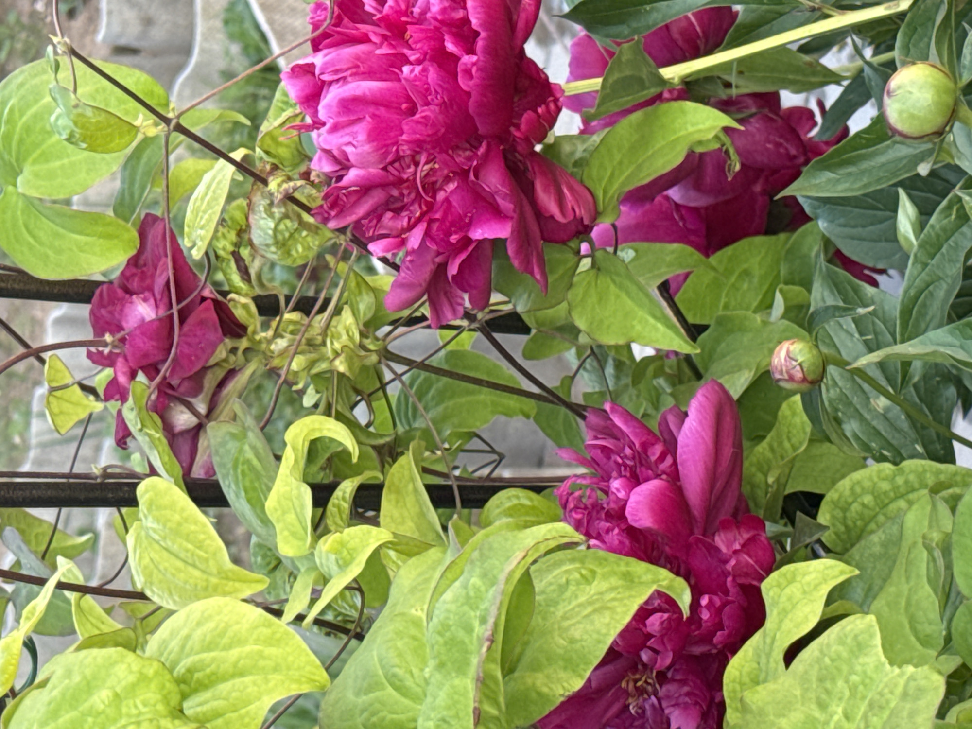 The image depicts a close-up view of vibrant fuchsia peonies blooming amongst lush green foliage and climbing vines. Several peony flowers are visible, some fully open and others in bud. The leaves are varied in shape and texture, with some appearing broad and rounded, while others are more delicate and vine-like. The background is softly blurred, suggesting an outdoor setting with hints of fencing or trellises. The scene appears to be a garden or natural landscape. There are no people or animals present in the image. The location is described as Mayak, Russia.