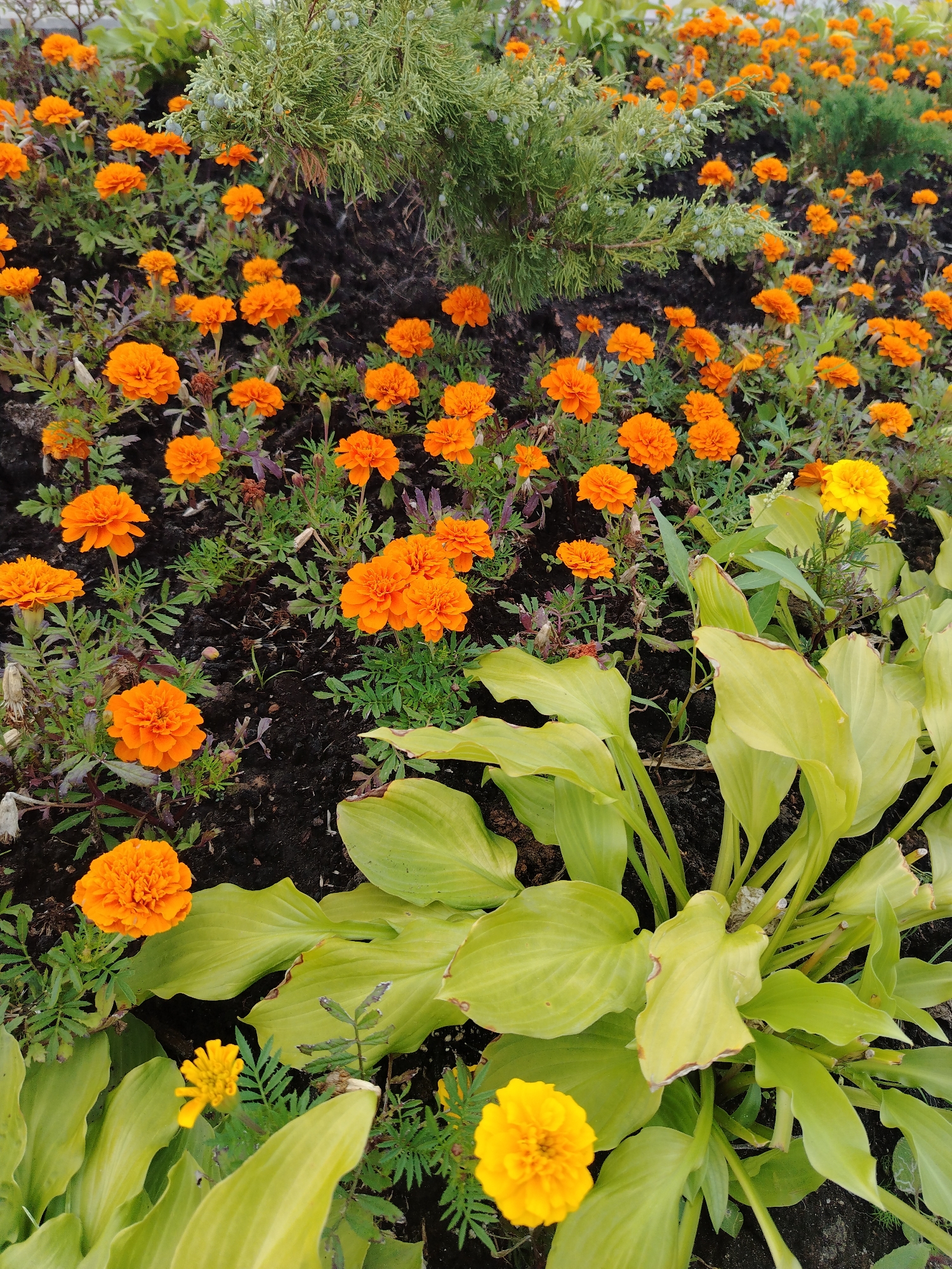 The image depicts a close-up, eye-level view of a flower bed filled with numerous marigolds. The dominant color is a vibrant orange, with some yellow marigolds interspersed. The flowers are of various sizes and stages of bloom, some appearing fully open and others as buds. The plants are growing in dark soil, and a few green leafy plants, possibly hostas, are also visible in the foreground and mid-ground, providing a contrast in texture and color. In the background, a conifer bush with small blue-green berries is present, adding another layer of greenery. The lighting suggests it is daytime, with soft natural light illuminating the scene. The image does not contain any people or evidence of human activity beyond the arrangement of the plants in the flower bed. The setting appears to be a well-maintained garden or park. This image was taken in Yaroslavl, Russia.