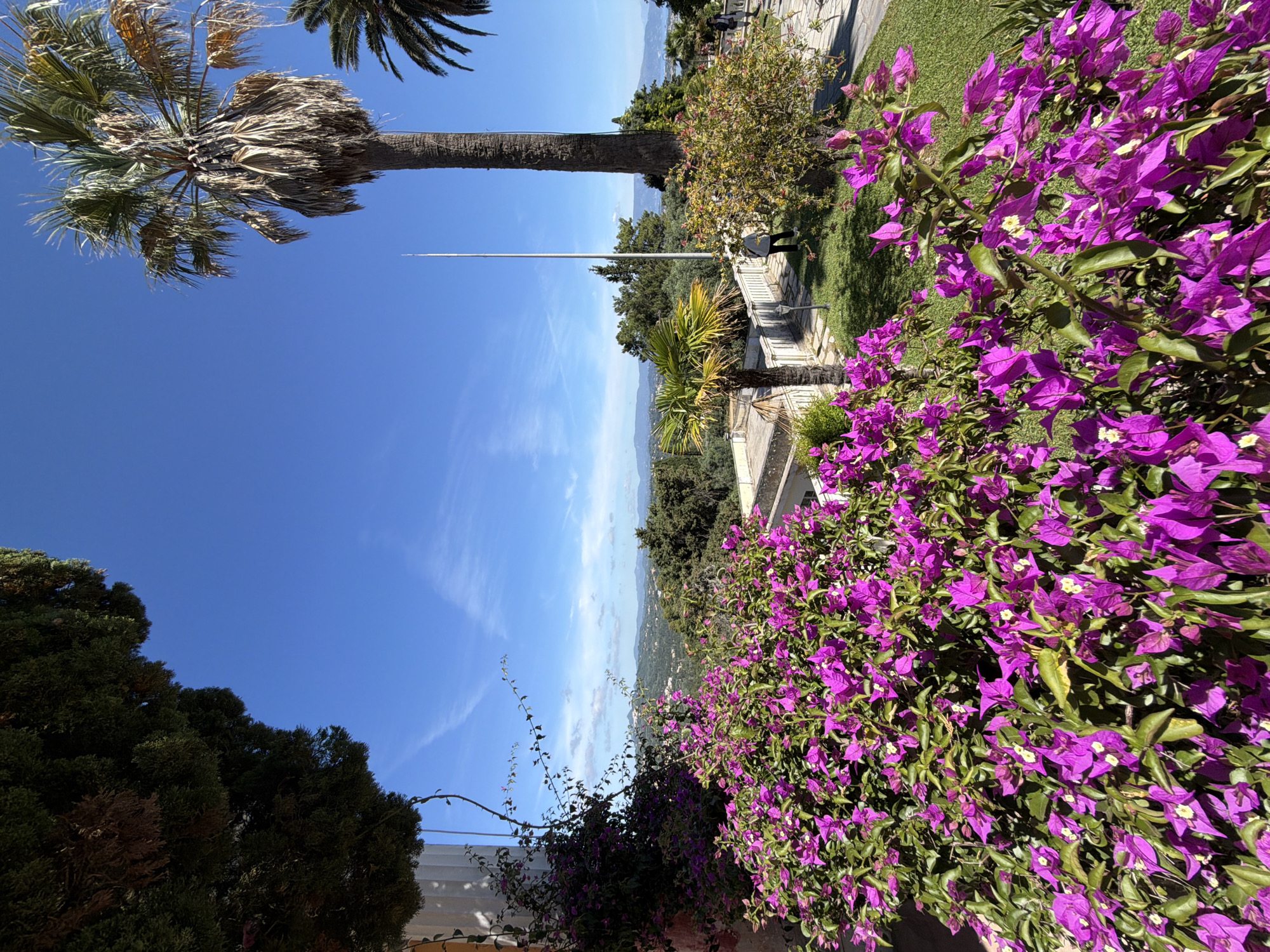 This image presents a vibrant, sunny landscape, likely captured from an elevated position in Gastouri, Greece. The scene is dominated by a clear, bright blue sky with a few wispy white clouds, indicating excellent weather conditions during the daytime, possibly mid-morning or afternoon.
In the foreground, on the right side, a large and lush bush of purple bougainvillea flowers bursts with color, its vibrant petals contrasting beautifully with its green foliage. On the left side of the foreground, dark green coniferous trees are visible, along with a portion of a white architectural structure, possibly a wall or building.
The middle ground features a paved path or terrace, bordered by manicured green grass and white railings. Various trees and shrubs, including another palm tree, line this path. A tall, slender pole, possibly a flagpole, rises vertically from the middle of the scene. One person is partially visible standing on the path near the railings, and another figure might be further in the background.
Beyond the terrace, the landscape unfolds into a vast expanse of rolling green hills and distant mountains, suggesting a panoramic view over a valley or the sea. The overall setting is one of natural beauty and tranquility, characteristic of a scenic Mediterranean vista. No visible text is present in the image.