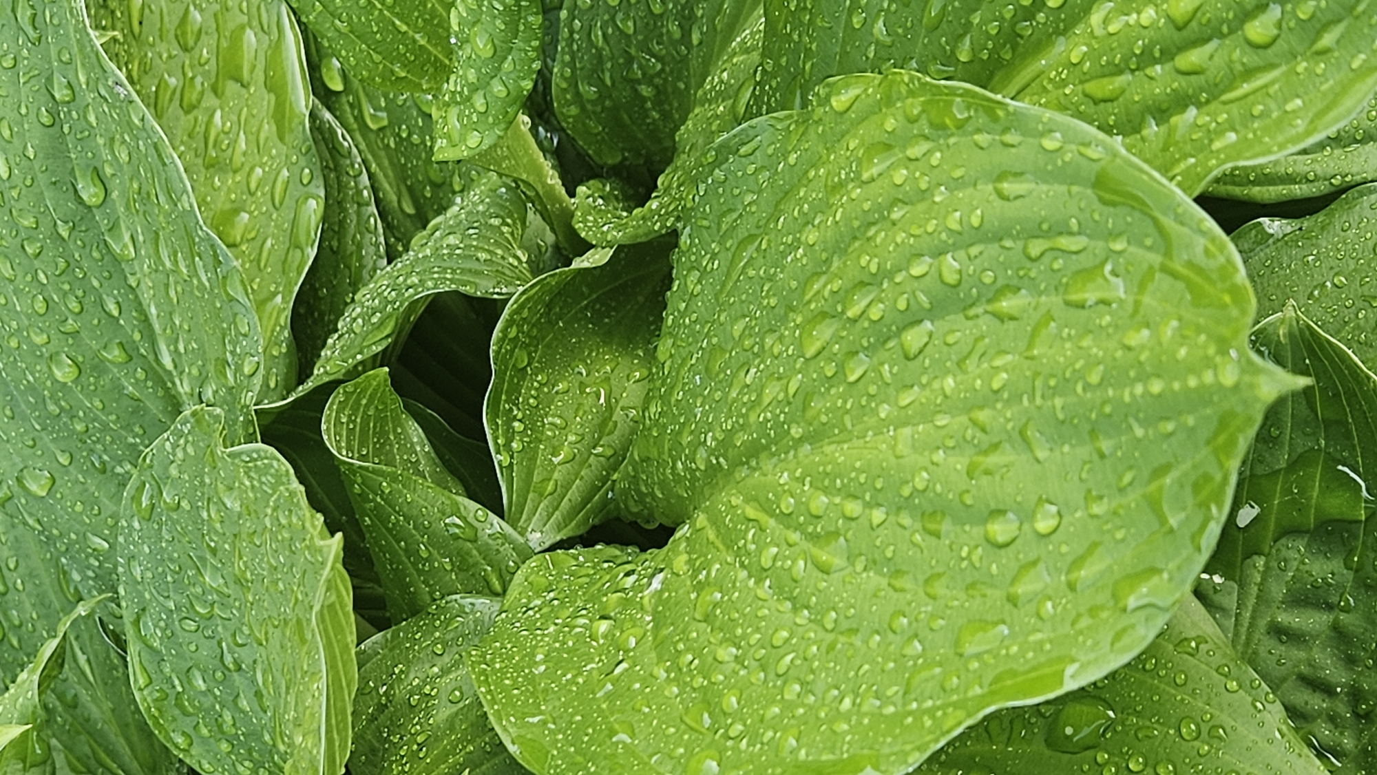 The image shows a close-up view of Hosta leaves covered in raindrops. The leaves are various shades of green and are densely packed together. The raindrops are scattered across the surfaces of the leaves. The location is unknown, and there are no other objects or details to indicate a specific place.