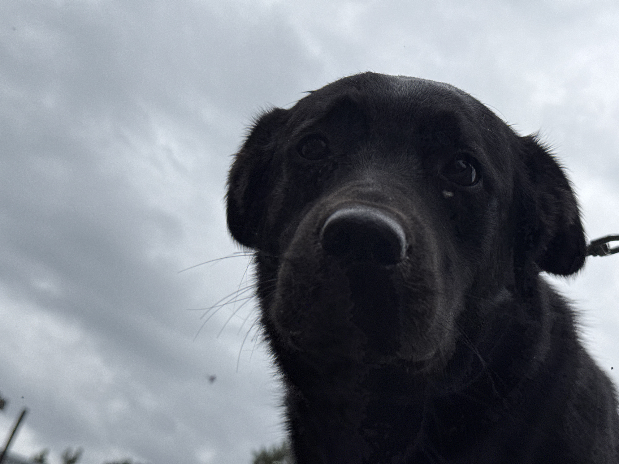 A close-up, low-angle photograph features a black dog, possibly a Labrador or similar breed, looking directly into the camera. The dog's face and upper chest dominate the frame, creating an intimate, upward-looking perspective. Its dark fur appears somewhat damp or matted in places, particularly around its eyes and snout. Visible whiskers extend from its muzzle. A metallic ring or clasp, likely part of a collar or leash, is partially visible on the right side of the dog's neck. The background consists of an overcast sky with diffused cloud cover, suggesting a muted, daytime setting without direct sunlight. The dog's expression is earnest and appears curious. No specific location cues are visible within the image itself, though the provided context indicates Rusalevka, Russia. There is no visible text.