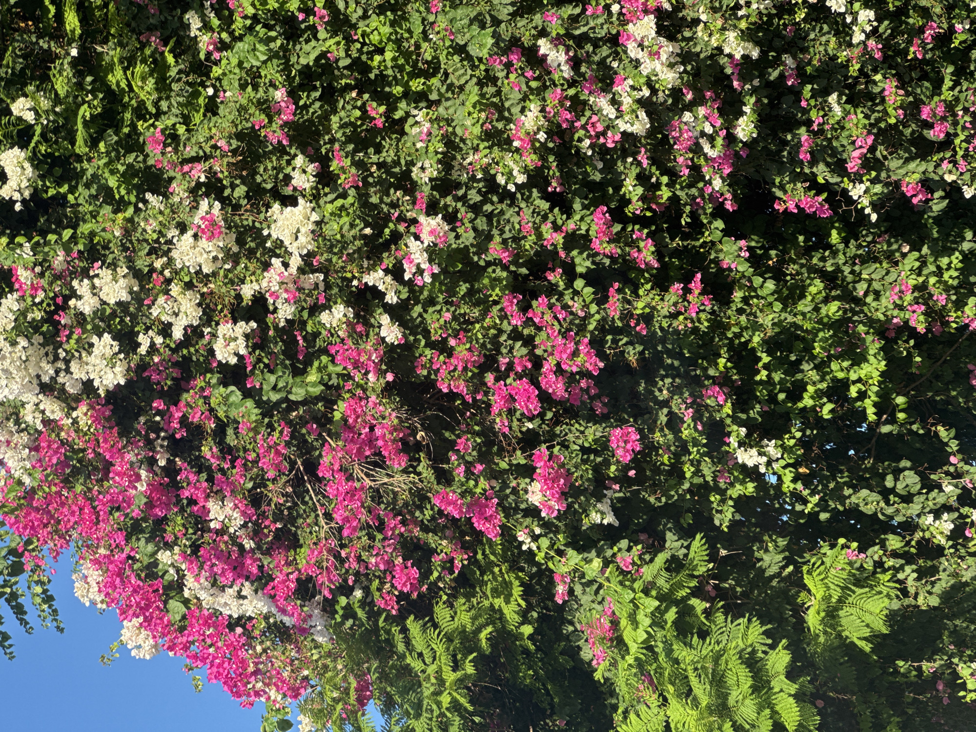 This is a full-frame, eye-level, outdoor photograph of a bougainvillea plant in the Agios Tychona Community, Cyprus. The plant is densely covered with vibrant pink and white flowers, creating a colorful spectacle against a clear blue sky. The leaves of the plant are a lush green, providing a rich backdrop to the blossoms. The image appears to have been taken during daylight hours, as evidenced by the bright lighting and distinct shadows. No people or specific man-made objects are visible in the scene, focusing solely on the natural beauty of the flowering plant. The composition is dominated by the floral display, with the blue sky visible in the upper left quadrant.