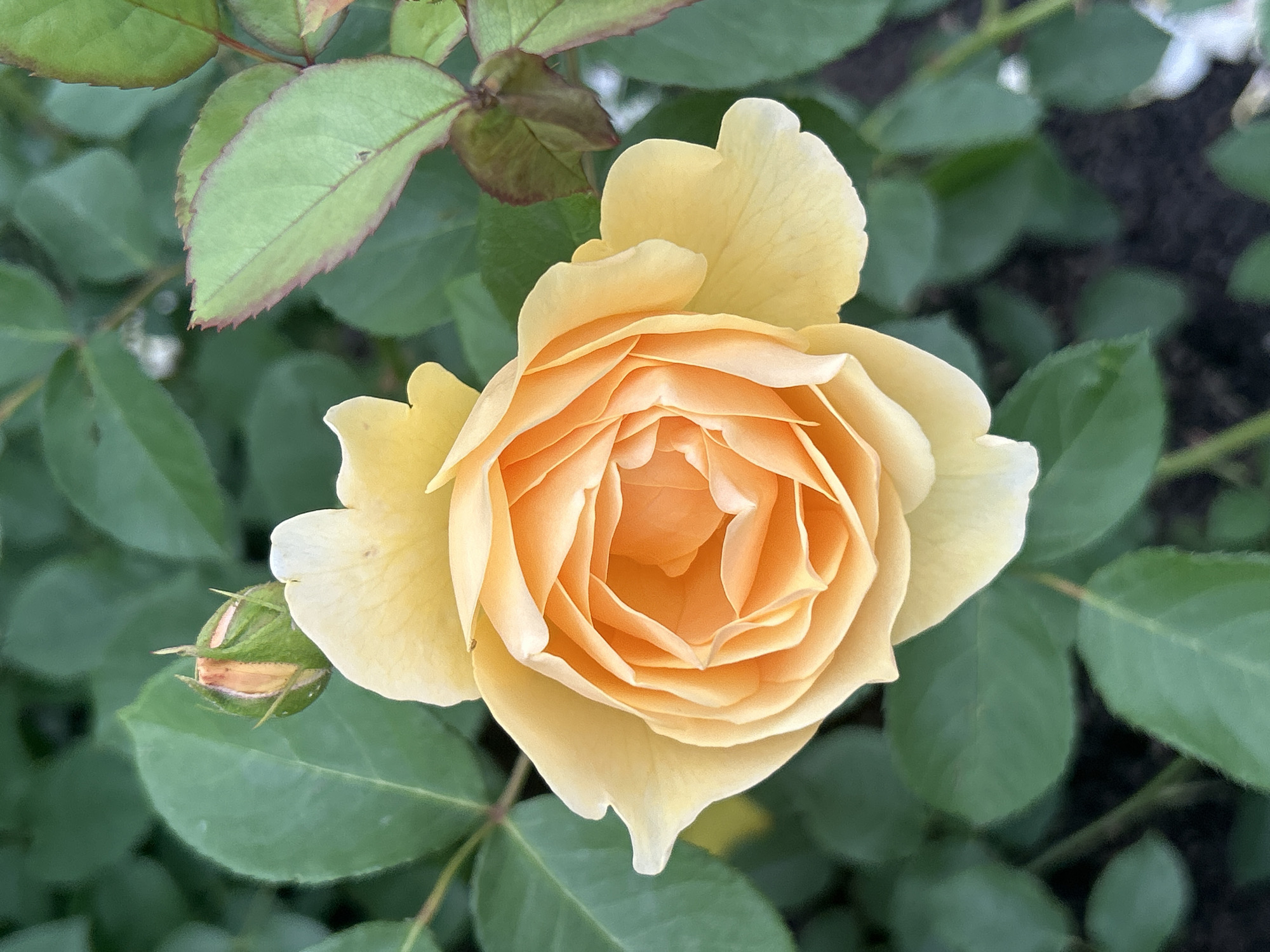 A close-up, top-down view of a fully bloomed yellow-orange rose is presented. The rose is centrally located in the frame, its petals unfurling in a complex spiral pattern. The outer petals are a lighter yellow, transitioning to a vibrant orange towards the center. To the left of the rose, a small, green rosebud with hints of pink is visible. The background consists of out-of-focus green leaves and some darker foliage, suggesting a garden setting. The lighting appears to be natural daylight, casting soft shadows. The image does not contain any people, actions, or interactions. The scene depicts a single rose in bloom. The location is not specified in the image itself, but the prompt states it is in Mount Royal, Canada.