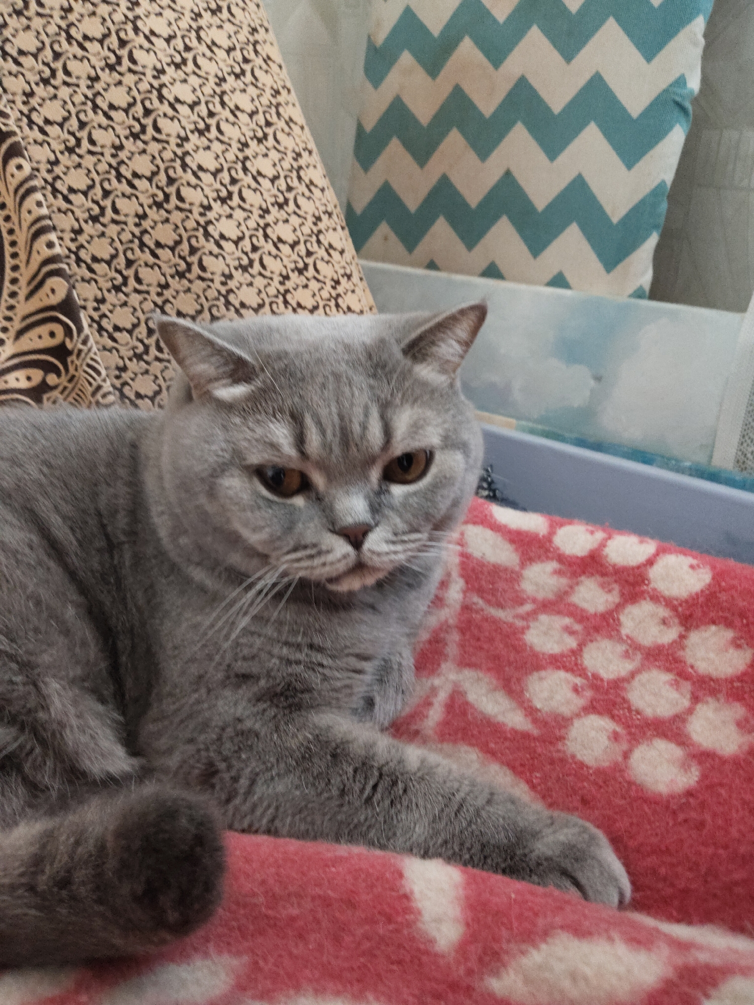A medium close-up shot captures a British Shorthair cat resting comfortably indoors. The cat, with its distinctive grey fur, round face, and amber-colored eyes, is the central subject, positioned on the lower left side of the frame. Its gaze is directed slightly to the right, conveying a calm or pensive expression.
The cat is lying on a red blanket adorned with white or light-colored oval patterns. Its tail is visible and curled on the blanket in the lower-left corner, and one of its paws is seen resting on the blanket in the lower right.
In the background, two patterned pillows are visible. To the upper left, there's a pillow with an intricate brown and beige design. To the upper right, another pillow features a striking blue and white chevron pattern. Behind the cat and extending across the mid-background, a blue or purplish plastic-like structure or container is visible, suggesting a bed or pet carrier. The lighting appears natural, suggesting it is daytime. There is no visible text in the image.