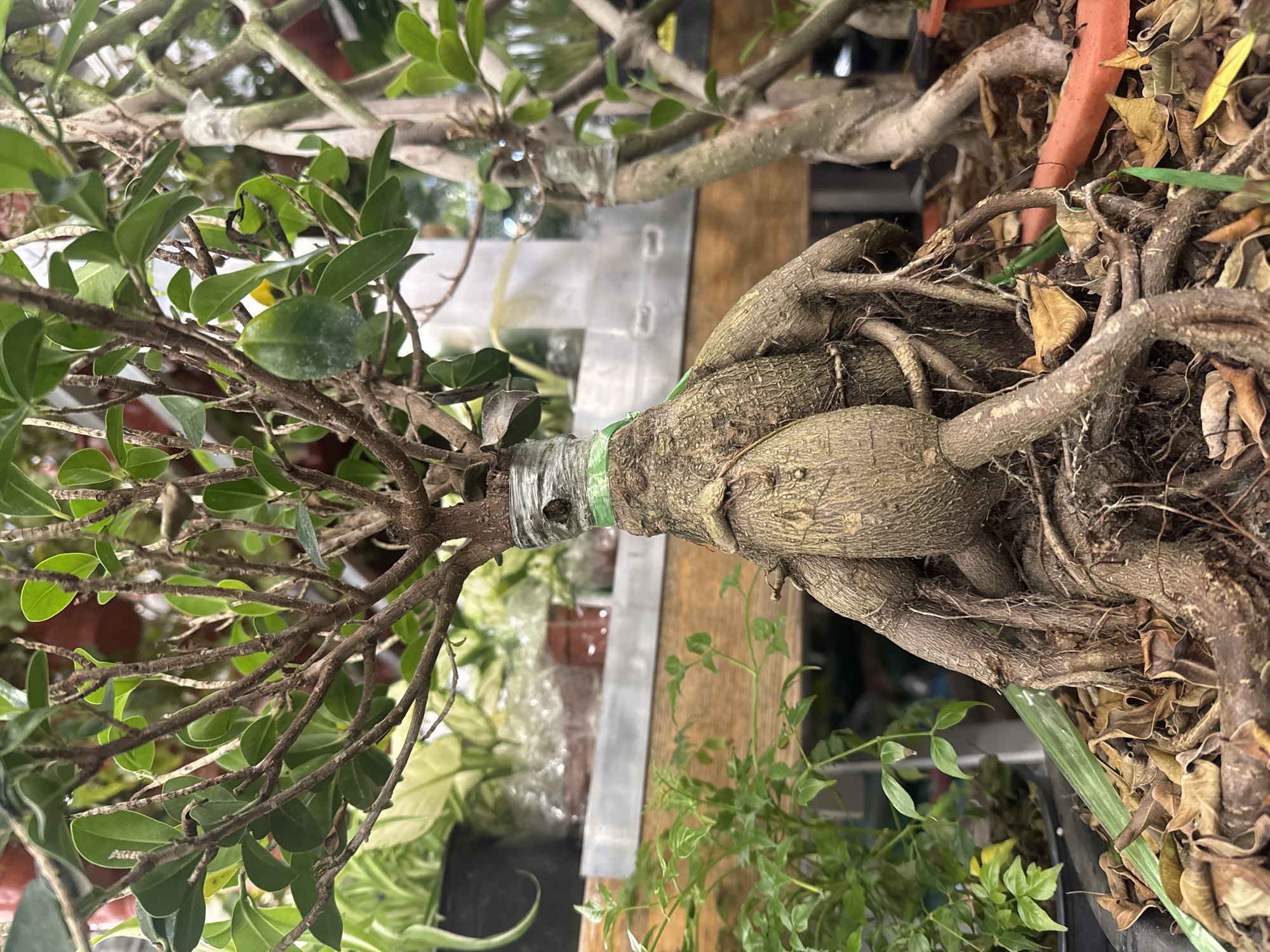 The image shows a bonsai tree with a thick trunk and small green leaves. The tree appears to be grafted, as evidenced by the visible binding material around the trunk. The roots are exposed and surrounded by dry leaves. The setting seems to be an outdoor environment, possibly a garden or nursery. The image does not contain enough information to confirm the location in Saint Petersburg, Russia or any human activity.