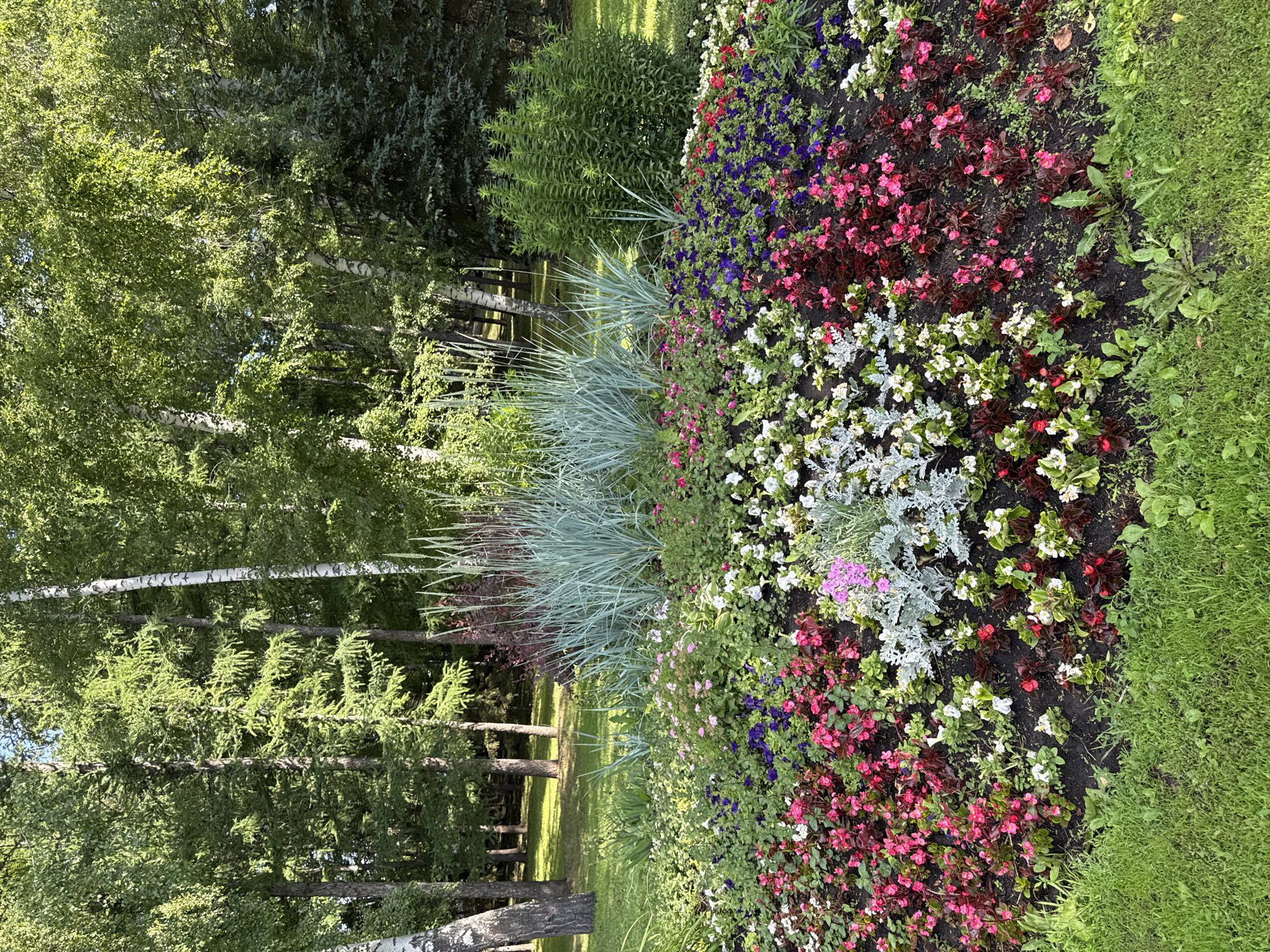 The image depicts a well-maintained flower bed in a park setting, likely in the city of Ufa, Russia. The foreground is dominated by a vibrant assortment of flowers in various colors, including pink, red, white, and purple. These flowers are densely planted, creating a rich tapestry of color. Behind the flower bed, tall ornamental grasses with a silvery-blue hue are visible, adding texture and height to the scene. Further back, a lush green bush or hedge stands to the right, while a variety of trees, including birch and coniferous varieties, form a dense backdrop. The ground in front of the flower bed is covered in green grass, suggesting a park or garden area. The lighting indicates it is daytime, with sunlight filtering through the trees, casting dappled shadows. There are no people or animals present in the image.