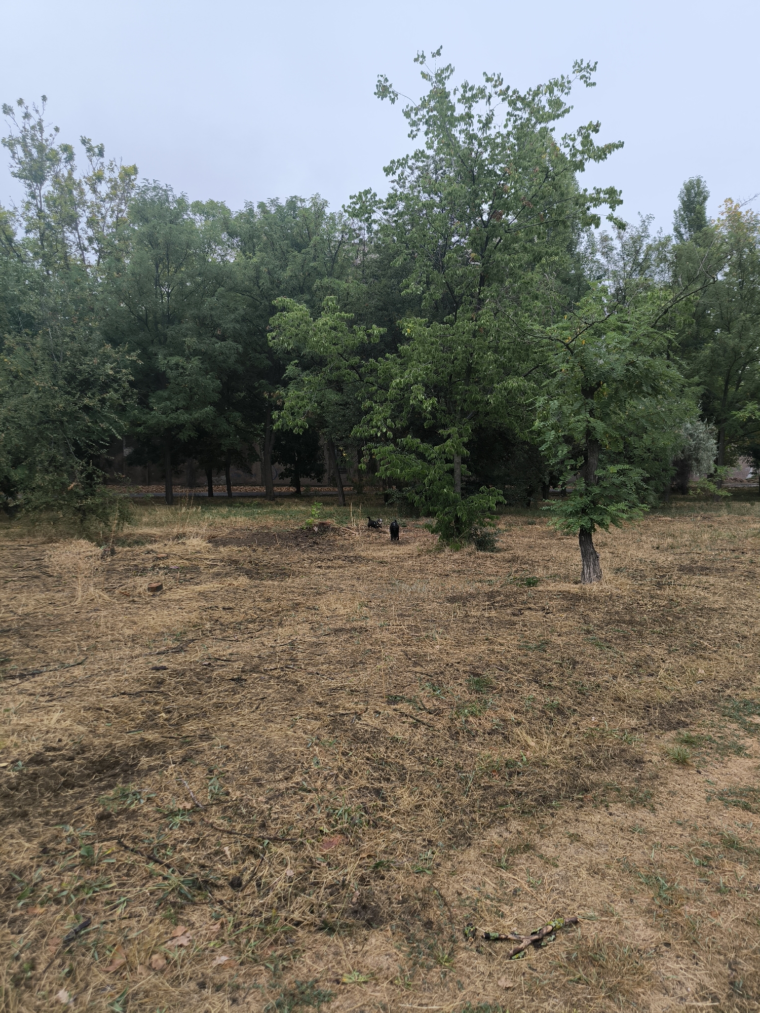 The image depicts a park-like setting with a large expanse of dry, brown grass in the foreground. Several trees, some with green foliage and others with sparser leaves, dominate the background and midground. Two dark-colored birds, possibly crows or ravens, are visible in the middle ground on the left side of the image. The sky is overcast and a pale gray, suggesting a cloudy or misty day. The overall scene appears natural, possibly a public park or a less manicured green space within the city of Mykolaiv, Ukraine.