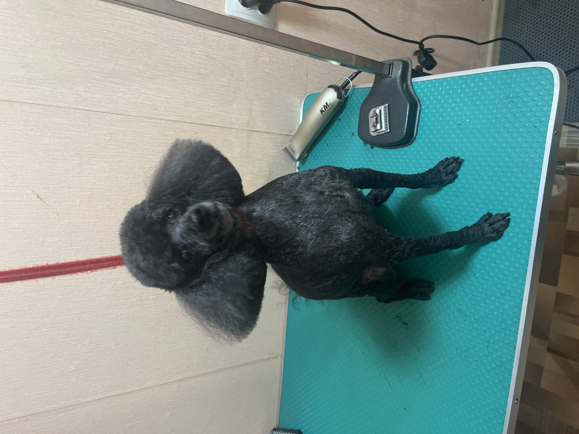 A black poodle is sitting on a grooming table with a teal surface. The dog has a sculpted head with poofs of fur on its ears and a shaved body. The poodle is looking directly at the camera. To the right of the dog, a silver hair clipper is resting on the table next to a black adjustable grooming arm. In the background, a light-colored wall with vertical paneling is visible, and a red restraint is hanging from above. The floor below the table appears to be carpeted.