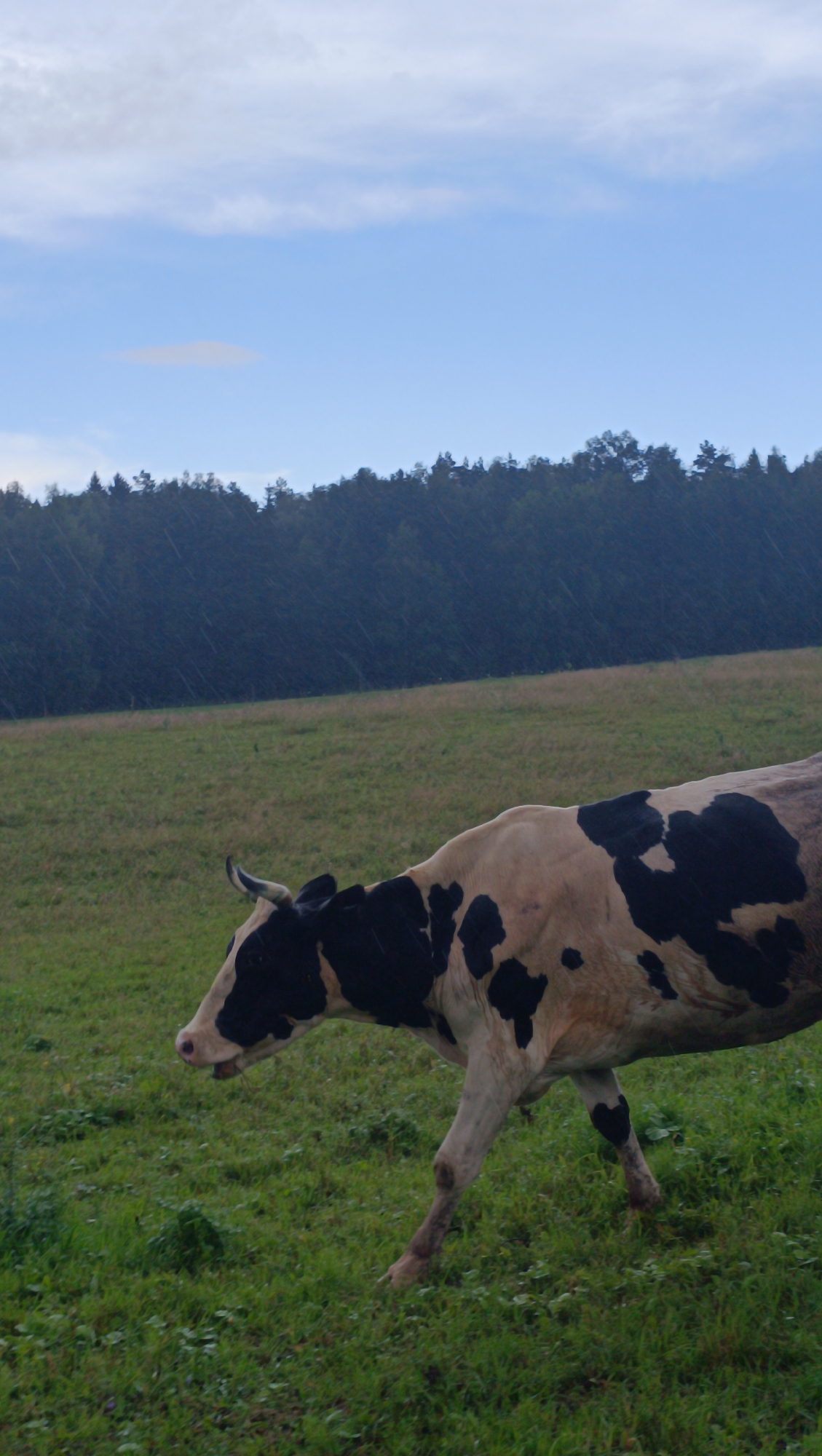 A black and white spotted cow is walking across a green grassy field. The cow is facing to the left and its mouth is open. In the background, there is a dark green forest line, and beyond that, a pale blue sky with some white clouds. The image appears to be taken in a rural outdoor environment. The location in the city of Karsha, Russia is not discernible from the image itself.