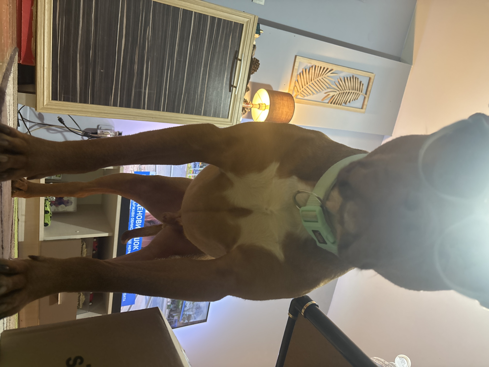 A light brown dog with a white chest and belly, wearing a light green collar, is the central subject, positioned directly above the camera and looking downwards. Its front paws are visible on the left, and its hind legs and tail area are on the right.
The scene is an indoor domestic setting, likely a living room or bedroom. In the background, there is a large framed art piece with vertical dark and light stripes. Below it, wires and a small electronic device are visible. To the right, a table lamp with a dark fabric shade emits a warm light. Above the lamp, another framed artwork depicting stylized palm leaves is mounted on a light-colored wall. Below the dog, a television screen is visible, along with shelves containing items such as a green toy car. A cardboard box is partially visible in the bottom left foreground, and a dark furniture piece is in the bottom right.
The dog appears to be engaging with the camera, possibly out of curiosity, by leaning or standing directly over it.
The notable details include the warm, possibly evening or nighttime, lighting suggested by the illuminated lamp. The interior decor consists of contemporary art and functional shelving. A bright light flare emanates from the lower right of the image, near the dog's head.
Partial Cyrillic text is visible on the television screen, reading "ЗЕНОВИ ОВ" and "ШОК Е МИР". The letter "S" is also visible on the cardboard box in the foreground.