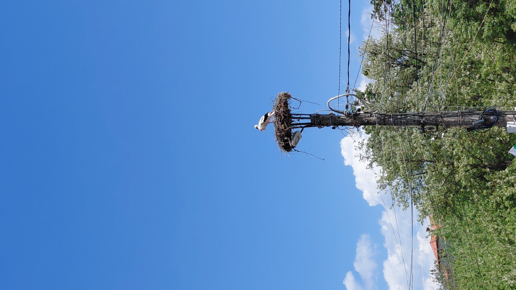 The photograph shows a stork's nest atop a utility pole against a bright blue sky. Two storks are visible in the nest, one standing and the other sitting. The utility pole is heavily wired with various cables and attachments. In the background, to the right, are trees and a portion of a building. The scene suggests an urban or semi-urban environment where wildlife interacts with infrastructure. The location is in the city of Unknown, Unknown.