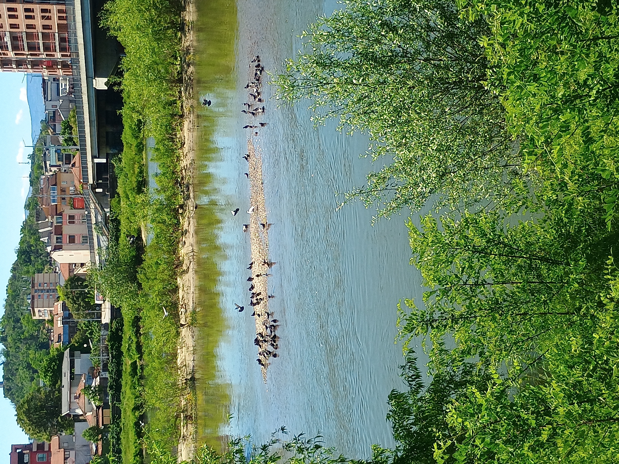 The image shows a river scene in an urban area. On the left side of the river are buildings and trees along the bank. A bridge structure is partially visible. A small sandy island is in the middle of the river, hosting a group of birds. Dense green foliage is on the right side of the river, partially obscuring the view. The river water appears to be flowing gently.